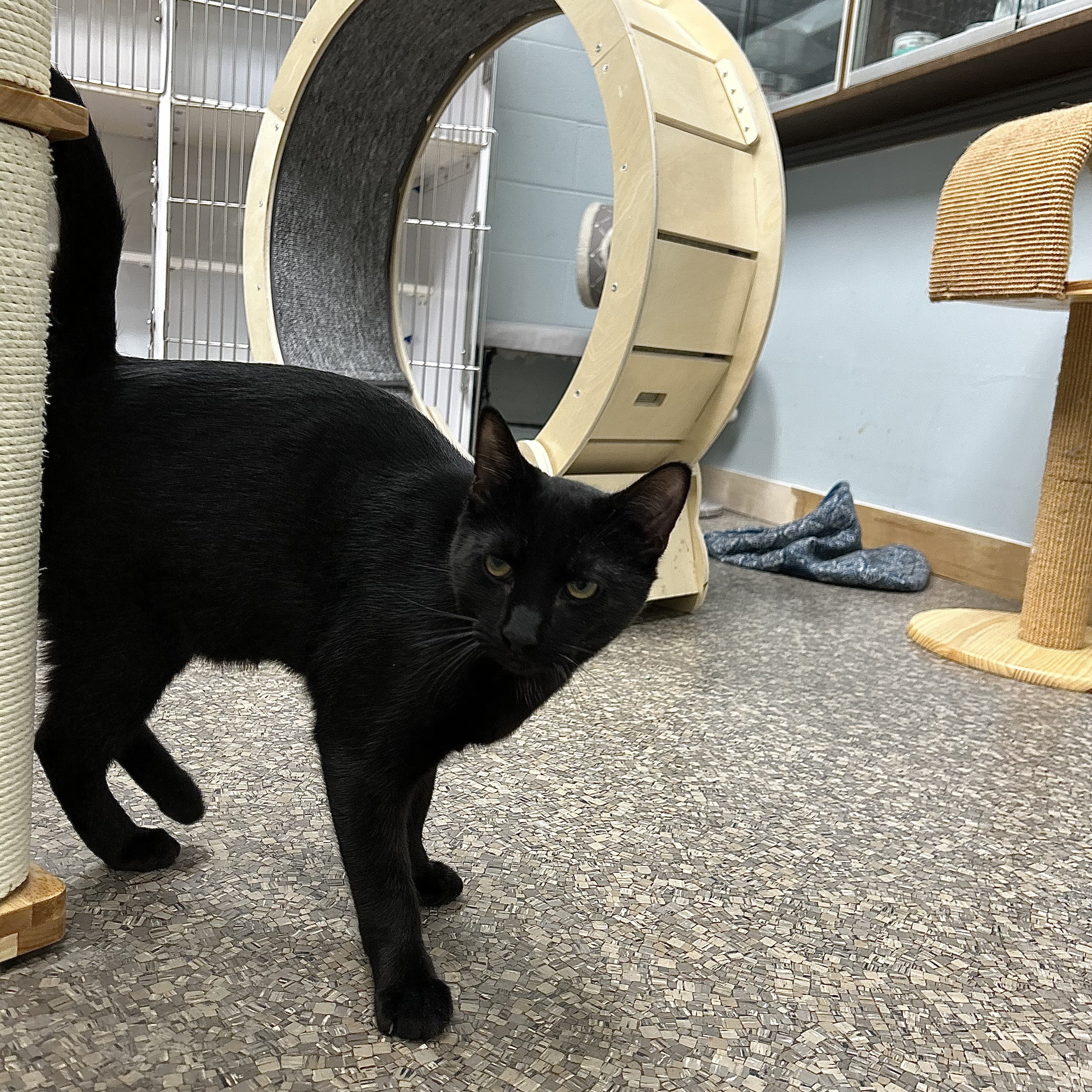 Enlarge Gianni, a Adoptable Domestic Short Hair image 5/8