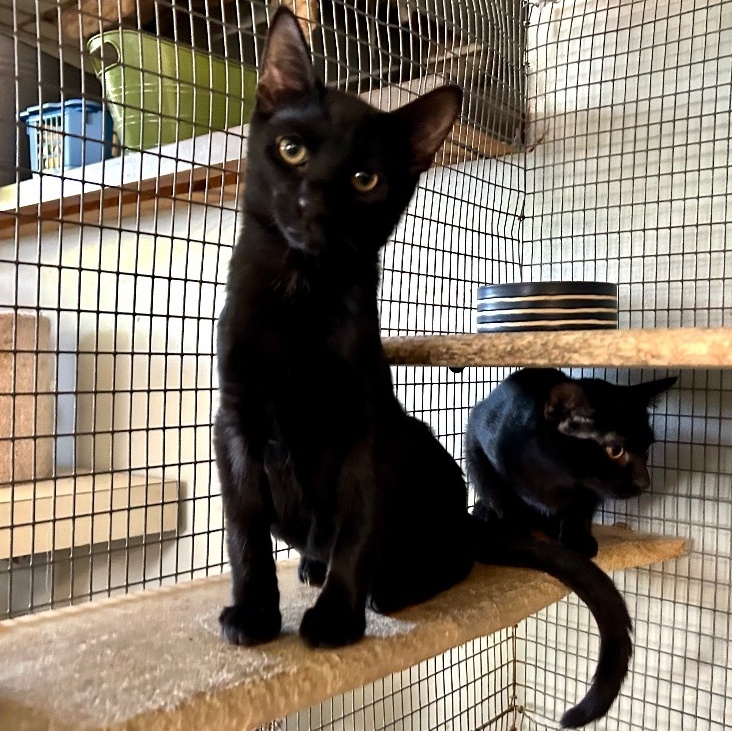 Enlarge Gianni, a Adoptable Domestic Short Hair image 8/8