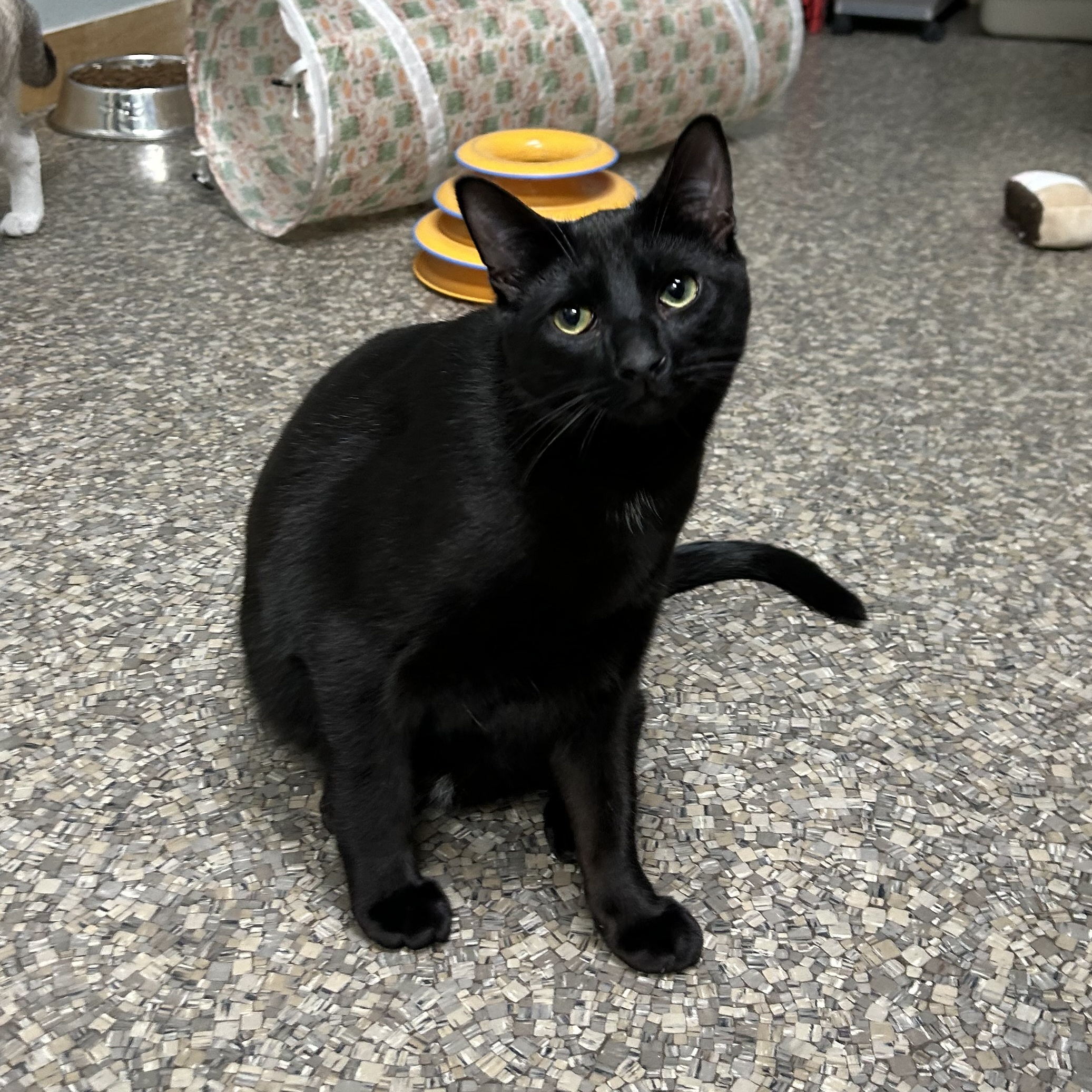 Enlarge Gianni, a Adoptable Domestic Short Hair image 1/8