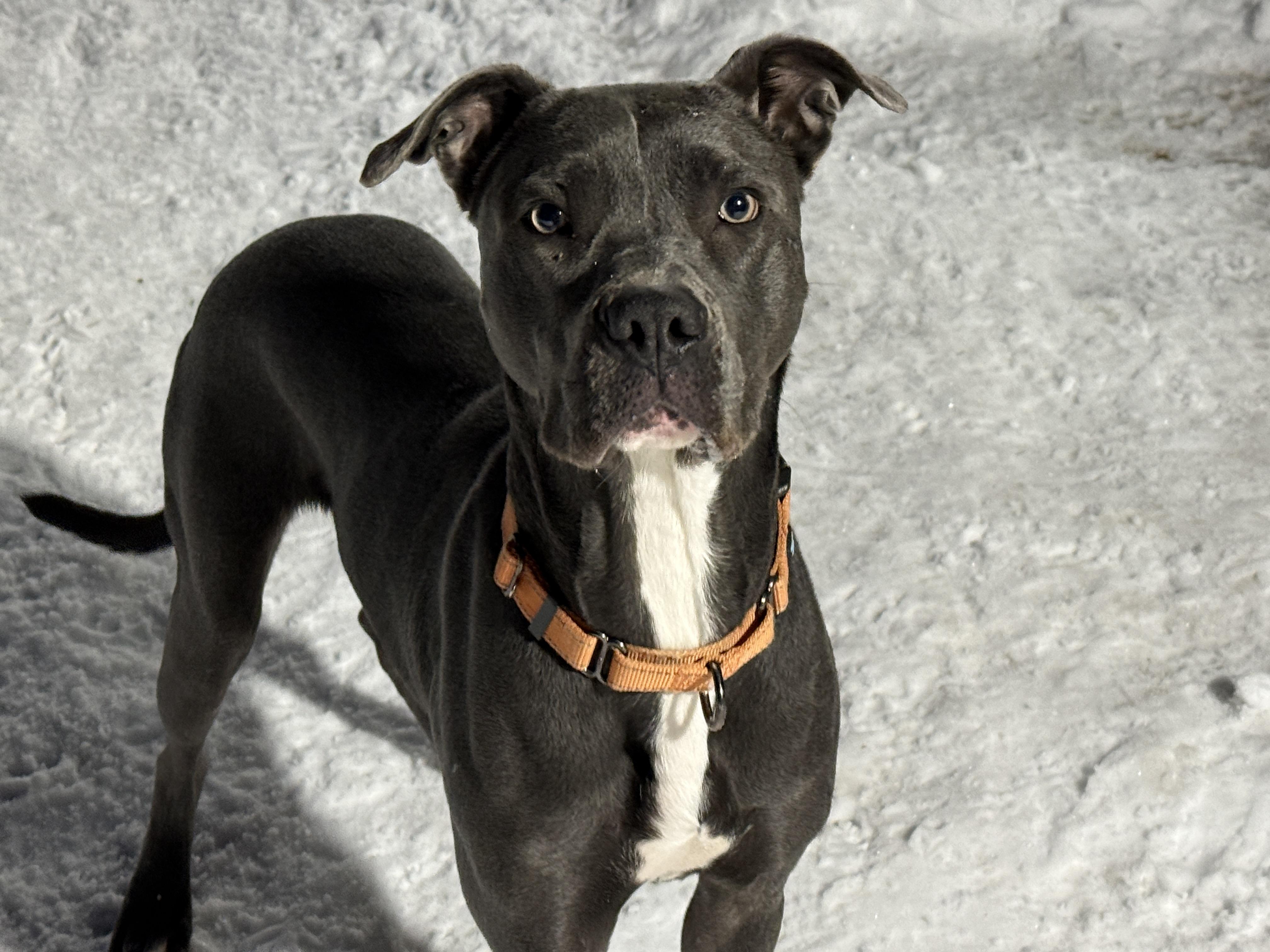 Poco, ADOPTABLE, Young Male Mixed Breed.