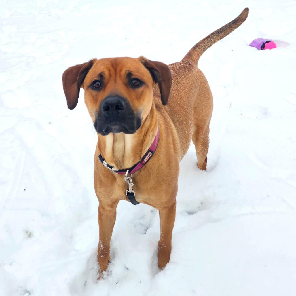 Cookie, a Adoptable mixed breed in Middlebury, VT image 1/3