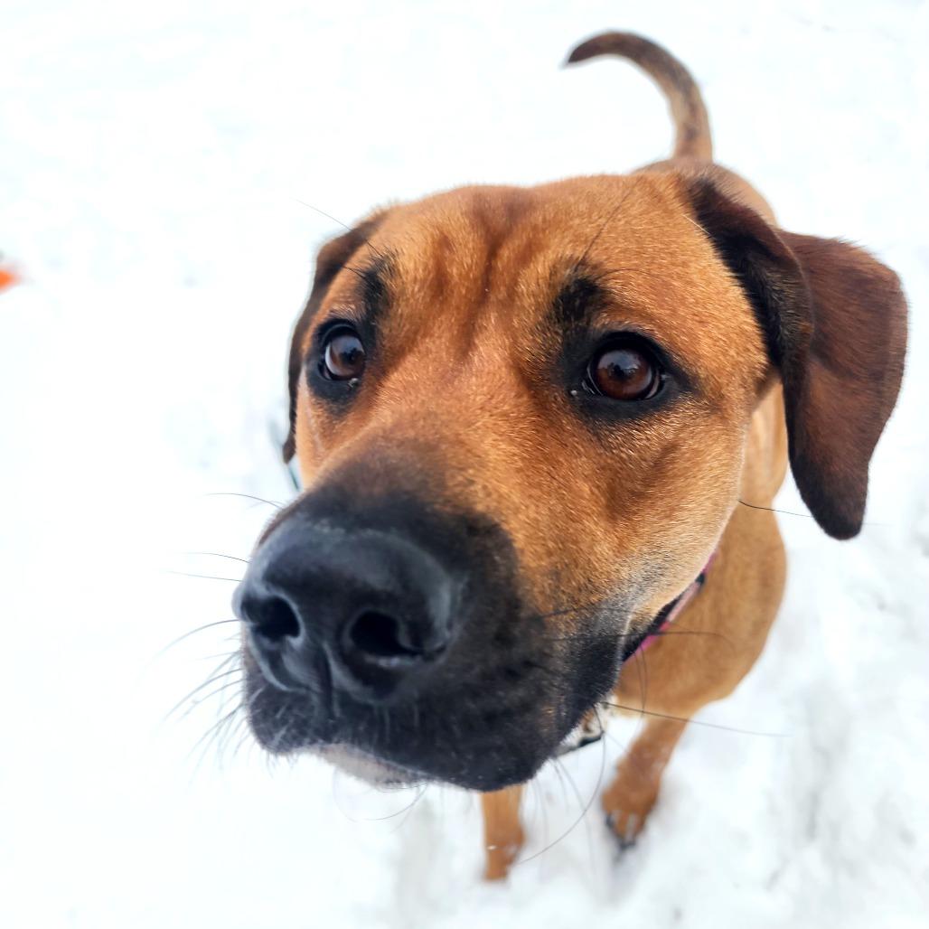 Cookie, a Adoptable mixed breed in Middlebury, VT image 2/3