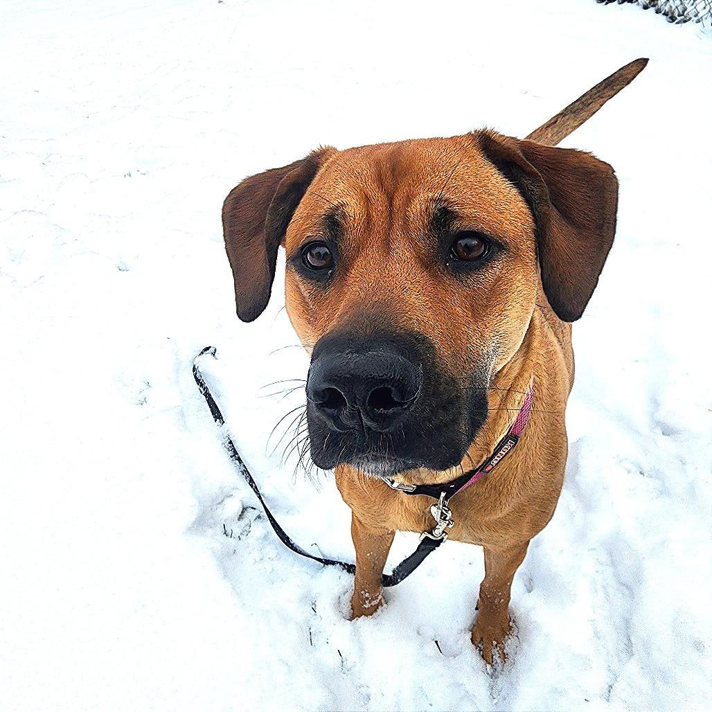 Cookie, a Adoptable mixed breed in Middlebury, VT image 3/3