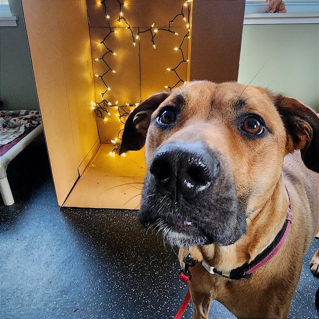 Enlarge Cookie, a Adoptable mixed breed in Middlebury, VT image 3/6