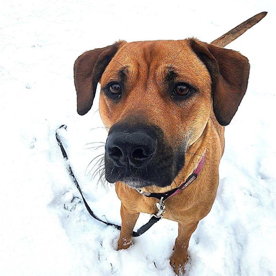 Enlarge Cookie, a Adoptable mixed breed in Middlebury, VT image 4/6