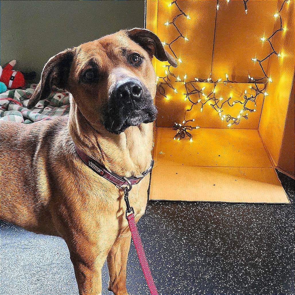 Enlarge Cookie, a Adoptable mixed breed in Middlebury, VT image 5/6
