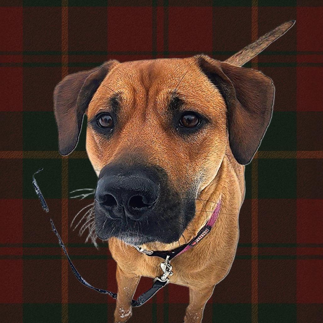 Enlarge Cookie, a Adoptable mixed breed in Middlebury, VT image 6/6