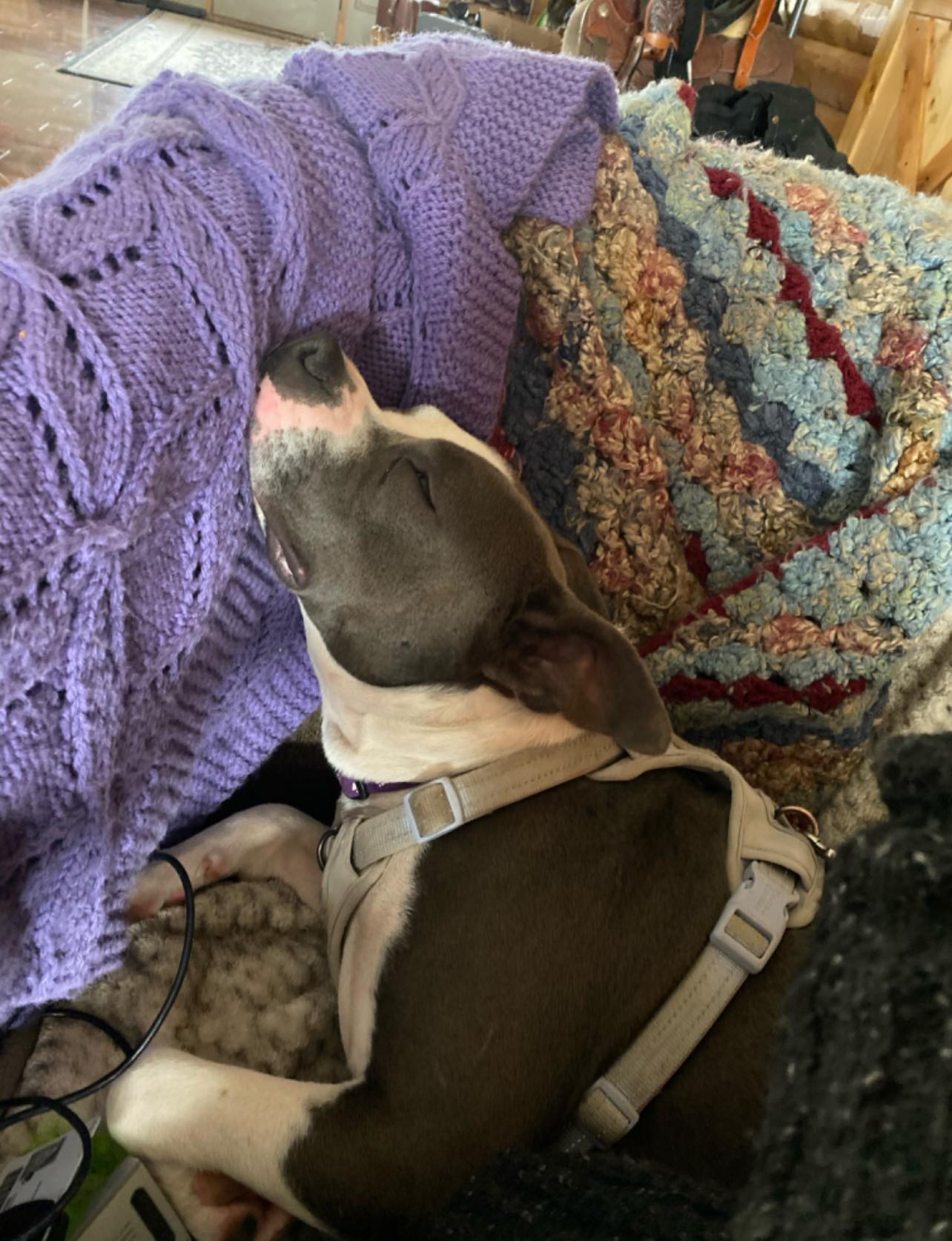 Dog for adoption CLAIRECOURTESY LISTING, an American Staffordshire