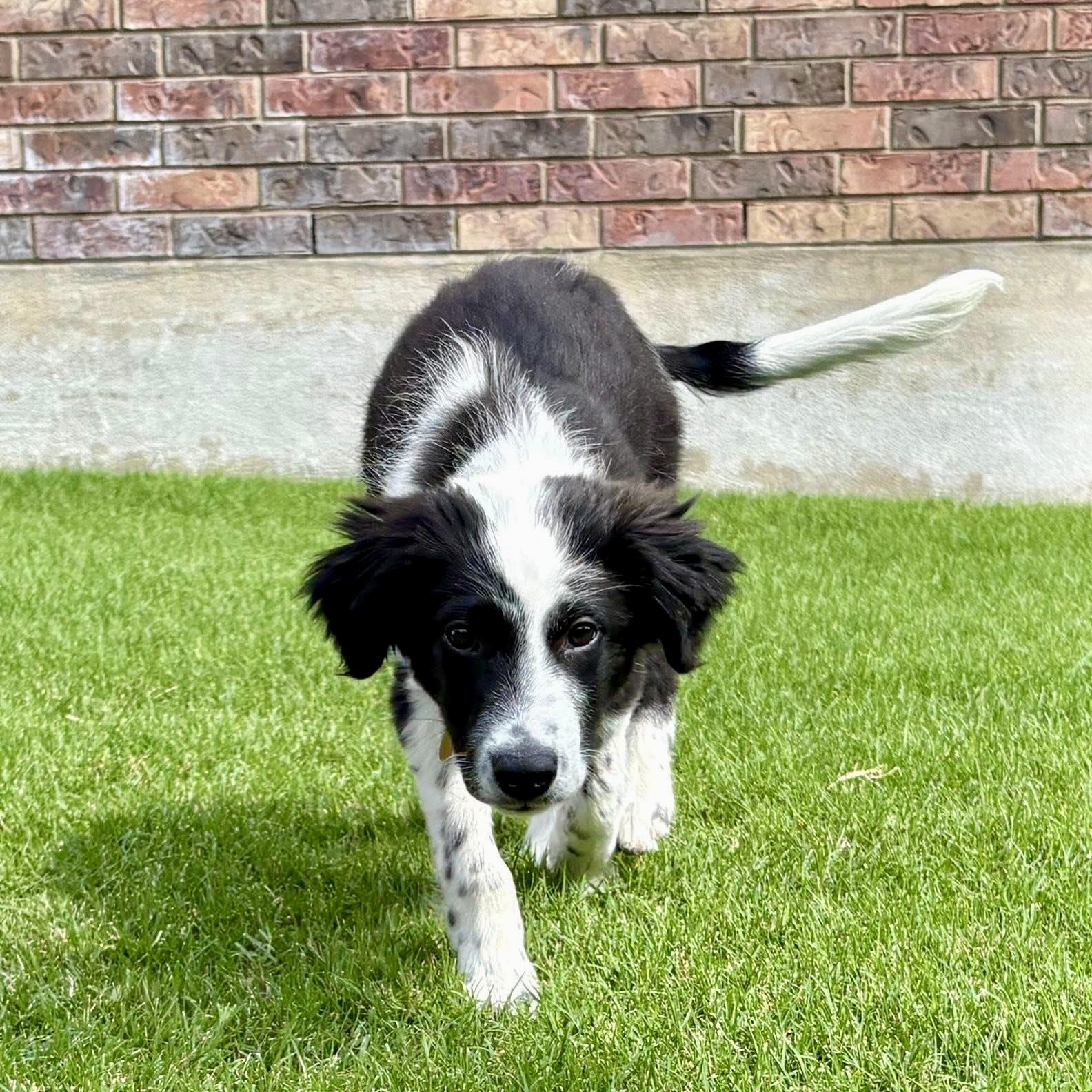 Enlarge Clyde, a Adoptable Border Collie in Austin, TX image 2/6