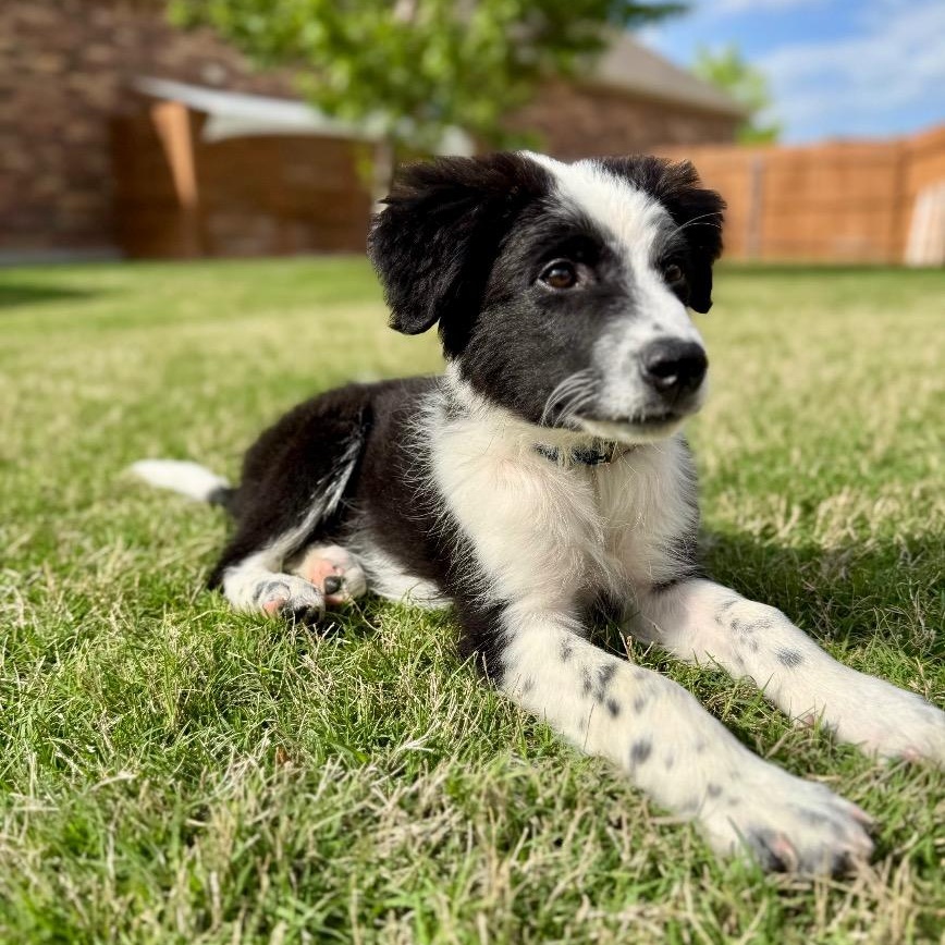 Enlarge Clyde, a Adoptable Border Collie in Austin, TX image 4/6