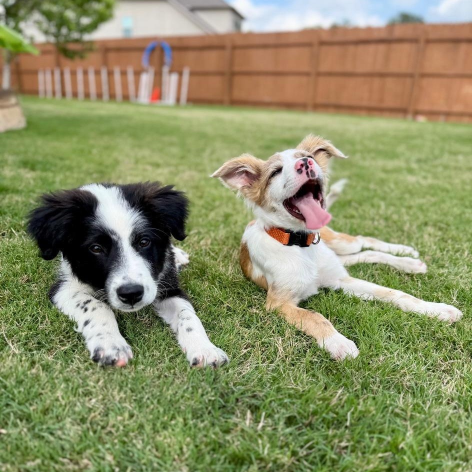 Enlarge Clyde, a Adoptable Border Collie in Austin, TX image 5/6