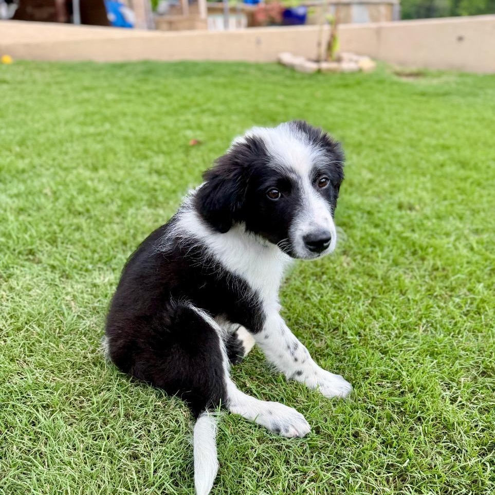 Enlarge Clyde, a Adoptable Border Collie in Austin, TX image 3/6