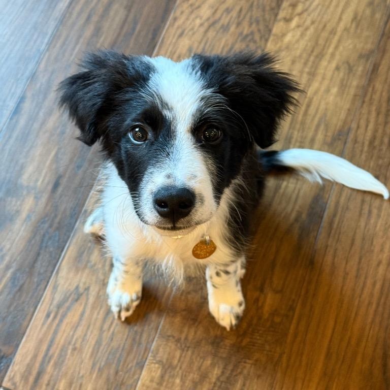 Clyde, Adoptable, Puppy Male Border Collie.
