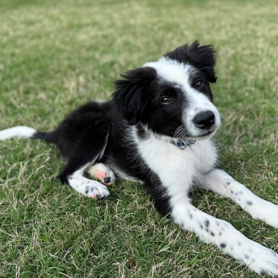 Enlarge Clyde, a Adoptable Border Collie in Austin, TX image 6/6