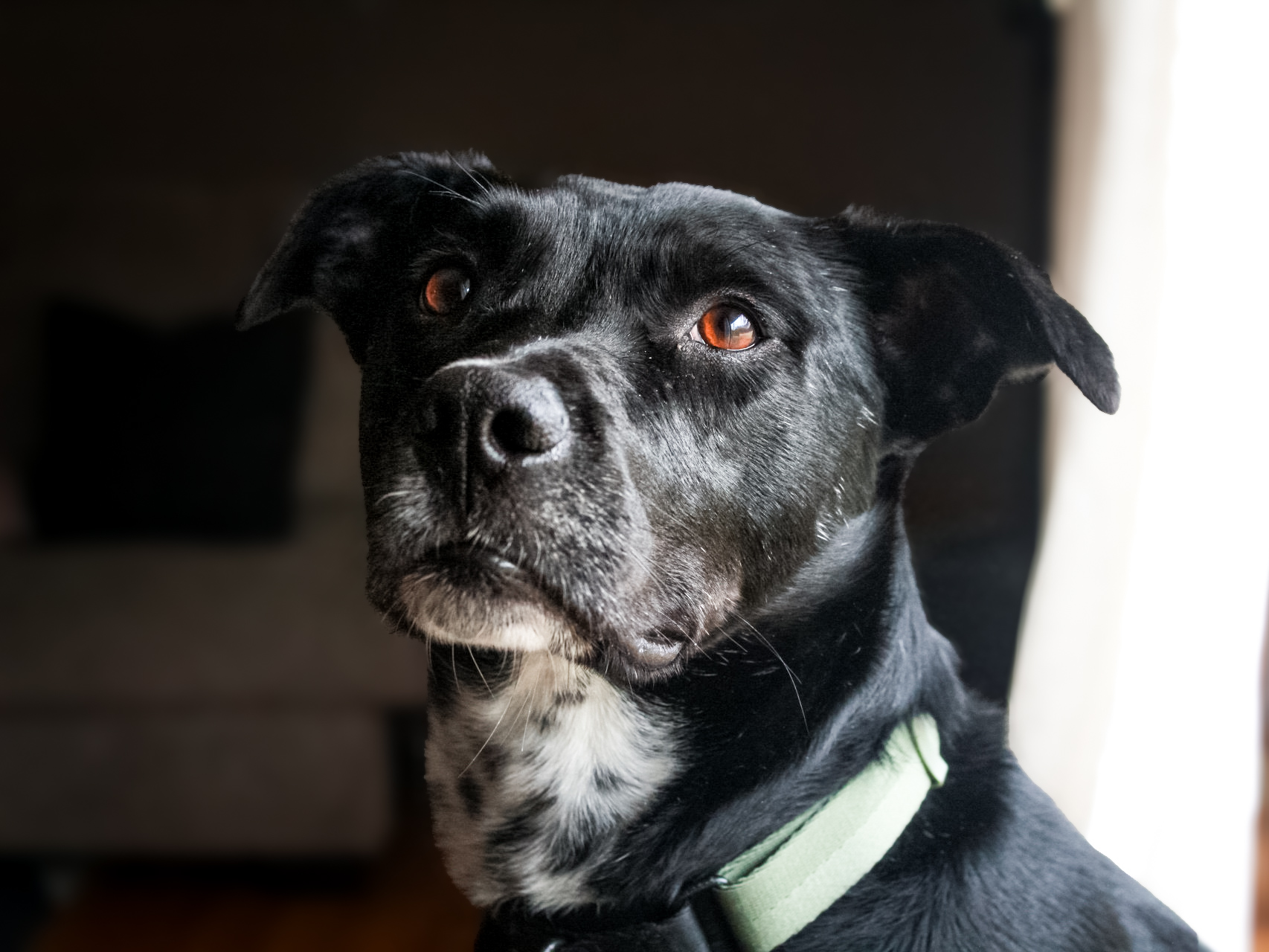 Oreo