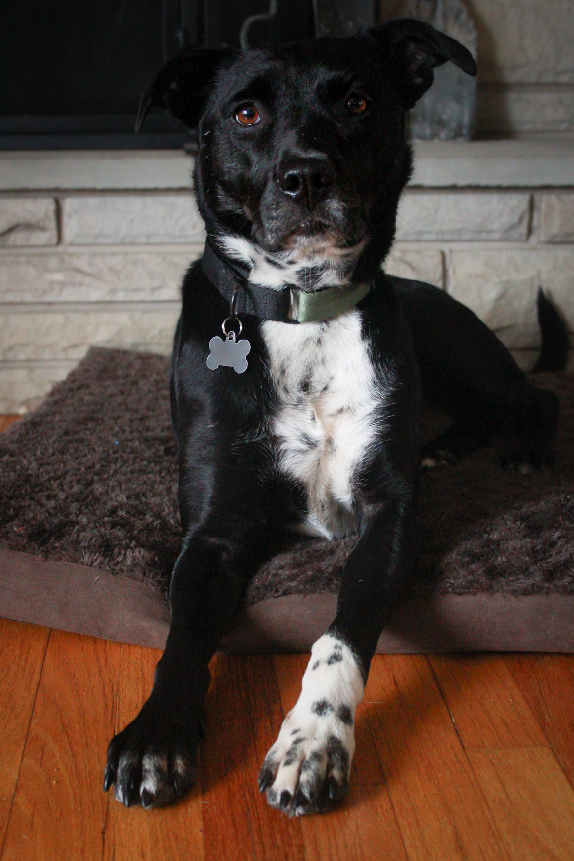 Oreo photo 2