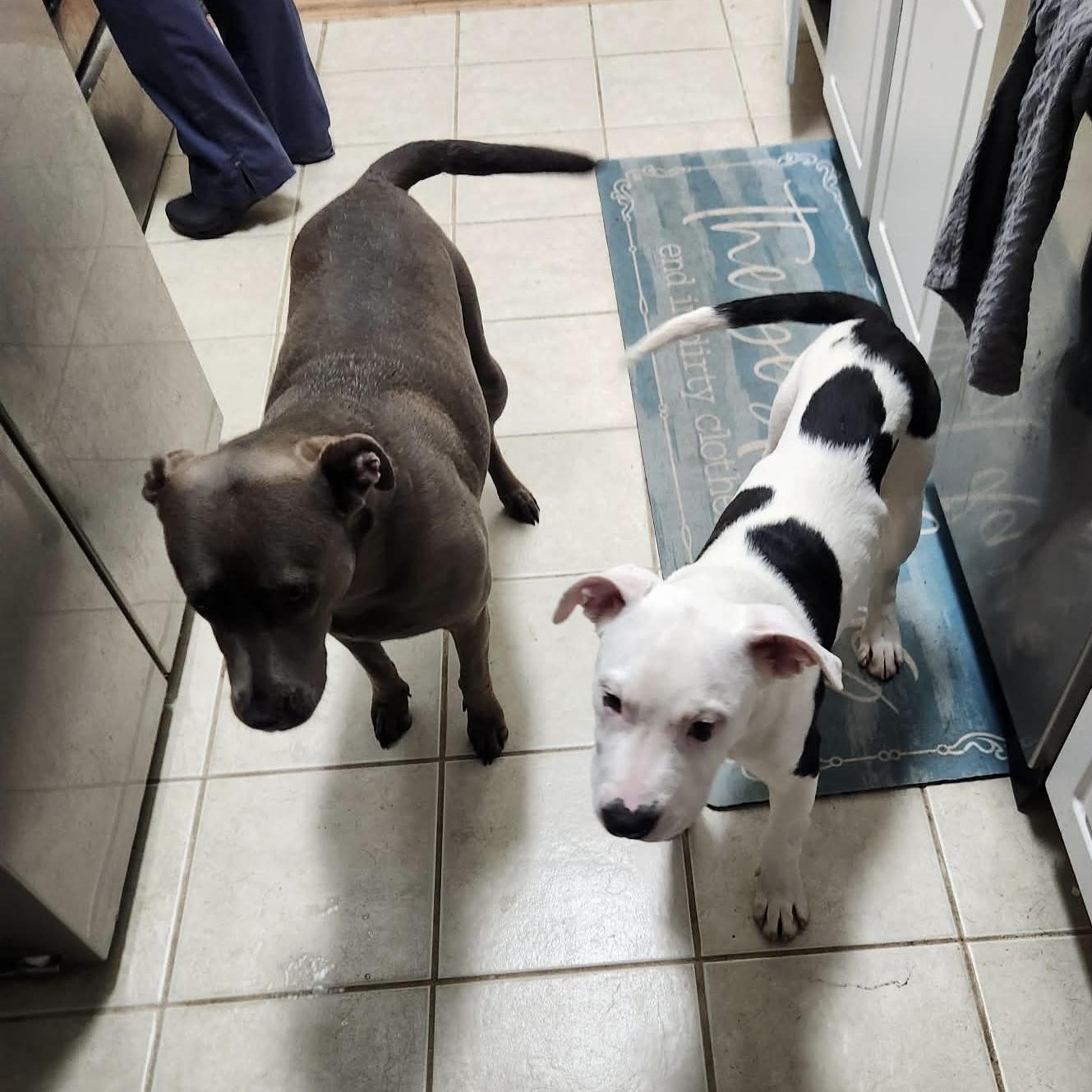 Enlarge Eldon, a ADOPTABLE mixed breed in Bethlehem, PA image 4/4