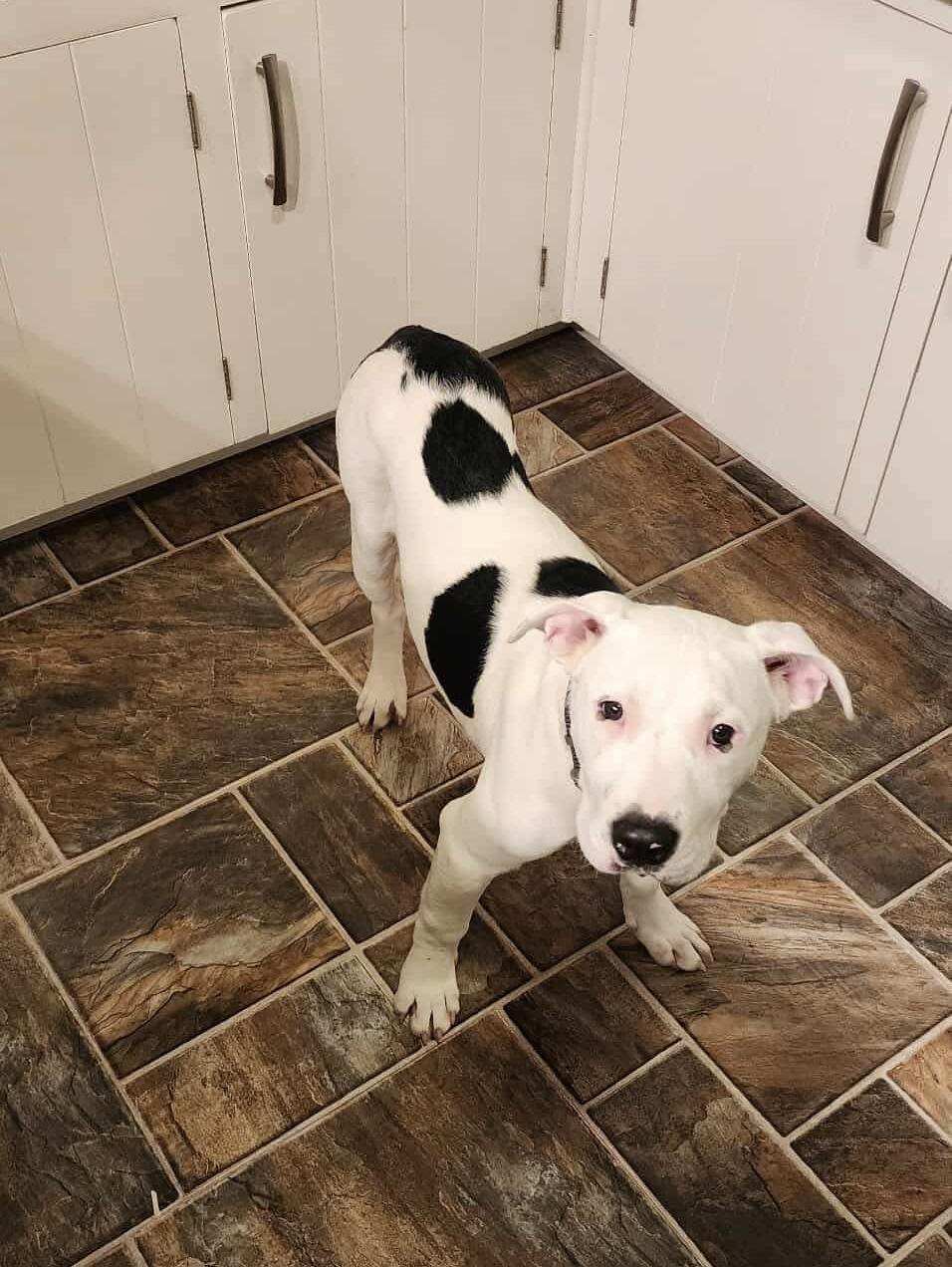 Enlarge Eldon, an adopted mixed breed in Bethlehem, PA image 6/6