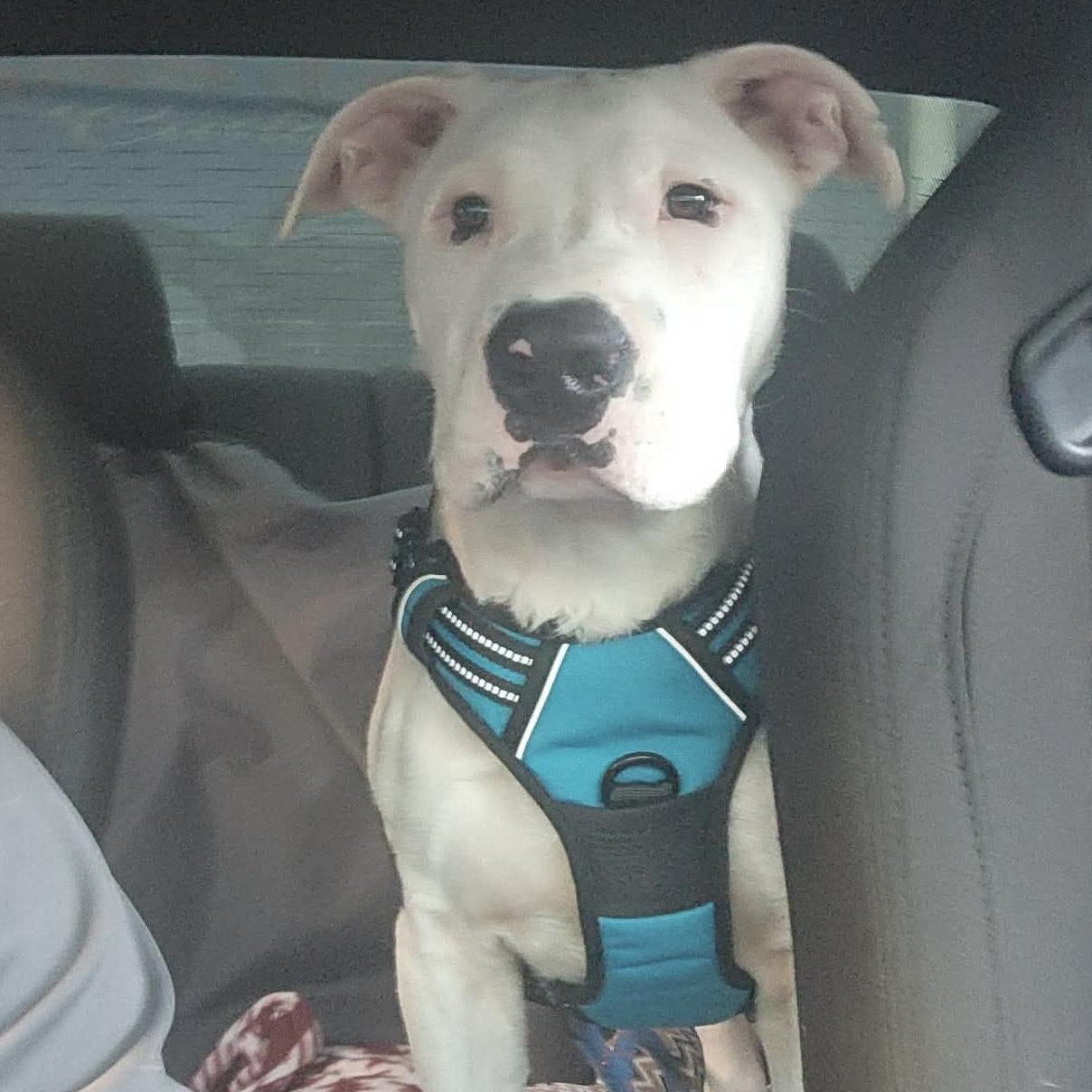 Eldon, ADOPTABLE, Young Male Pit Bull Terrier & Bulldog.