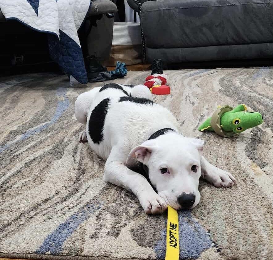 Enlarge Eldon, an adopted mixed breed in Bethlehem, PA image 5/6