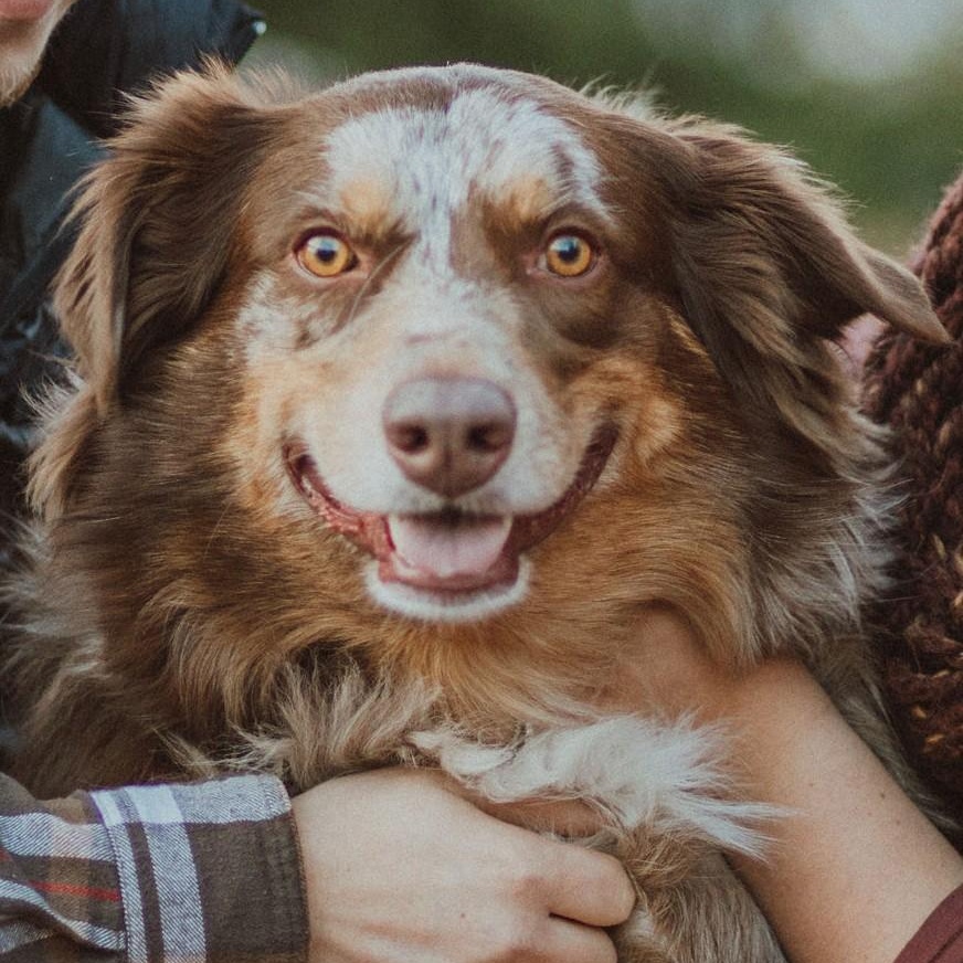 COURTESY POST - Mate - Delavan, WI, a Adoptable Australian Shepherd in Ringwood, IL image 5/5