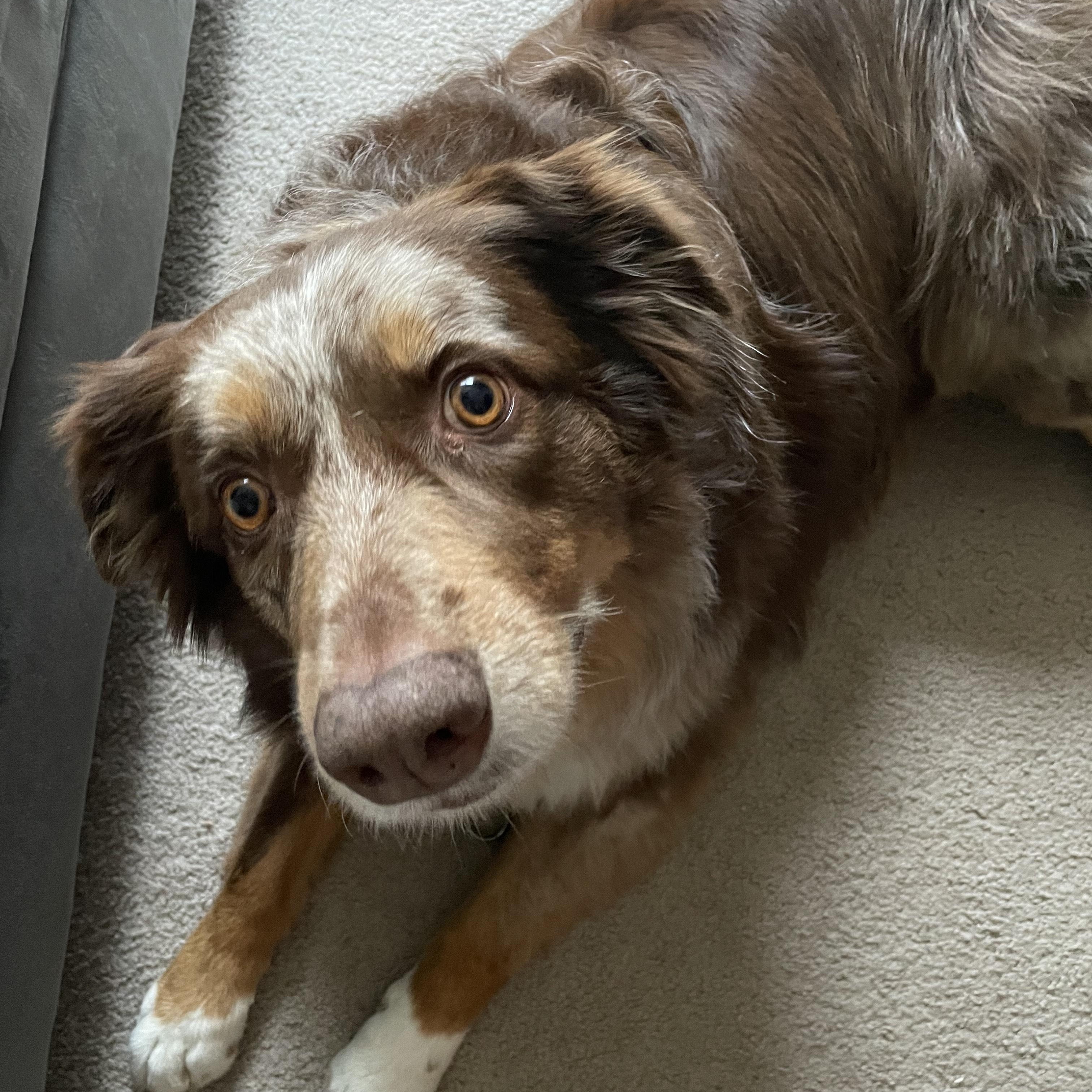 COURTESY POST - Mate - Delavan, WI, a Adoptable Australian Shepherd in Ringwood, IL image 3/5