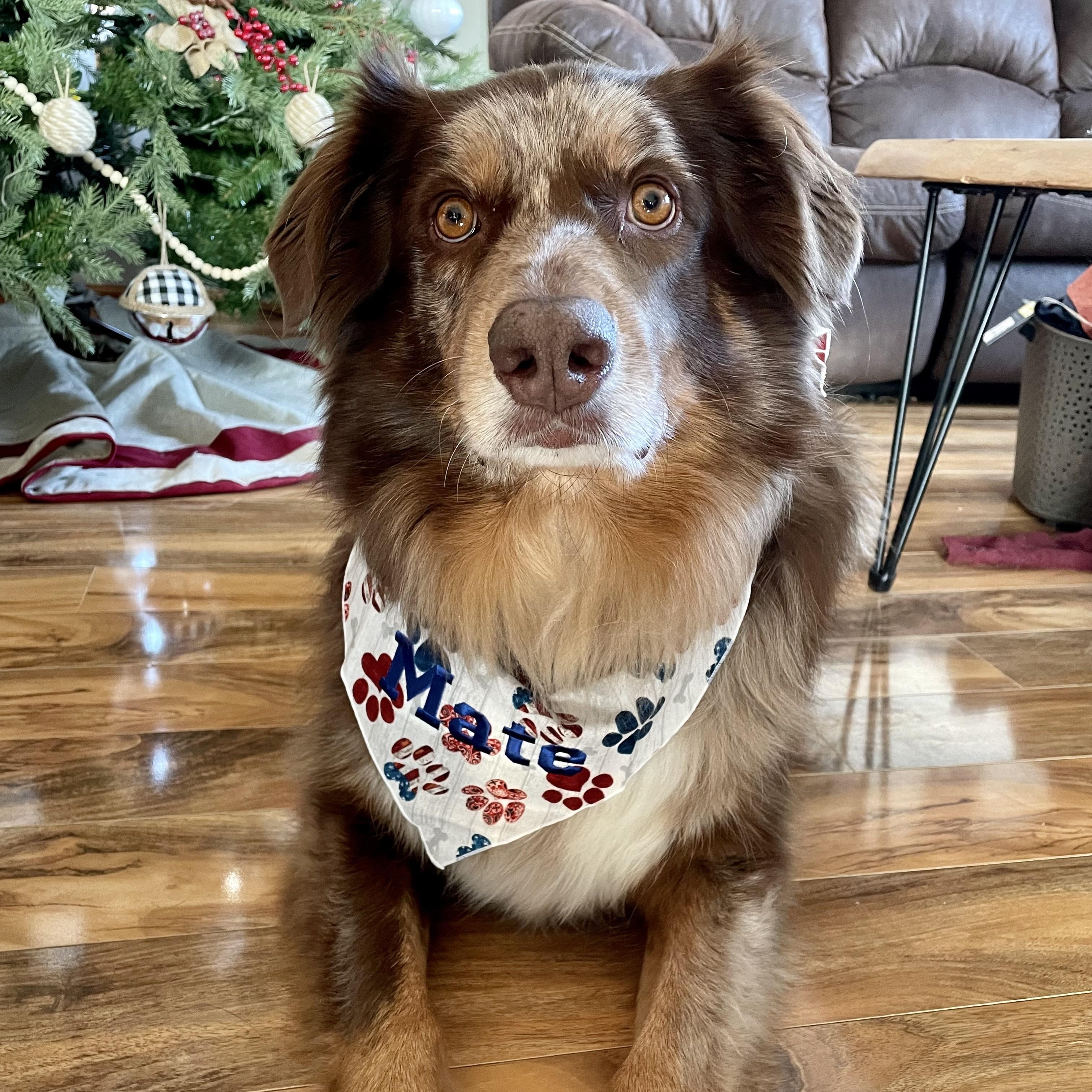 COURTESY POST - Mate - Delavan, WI, a Adoptable Australian Shepherd in Ringwood, IL image 1/5