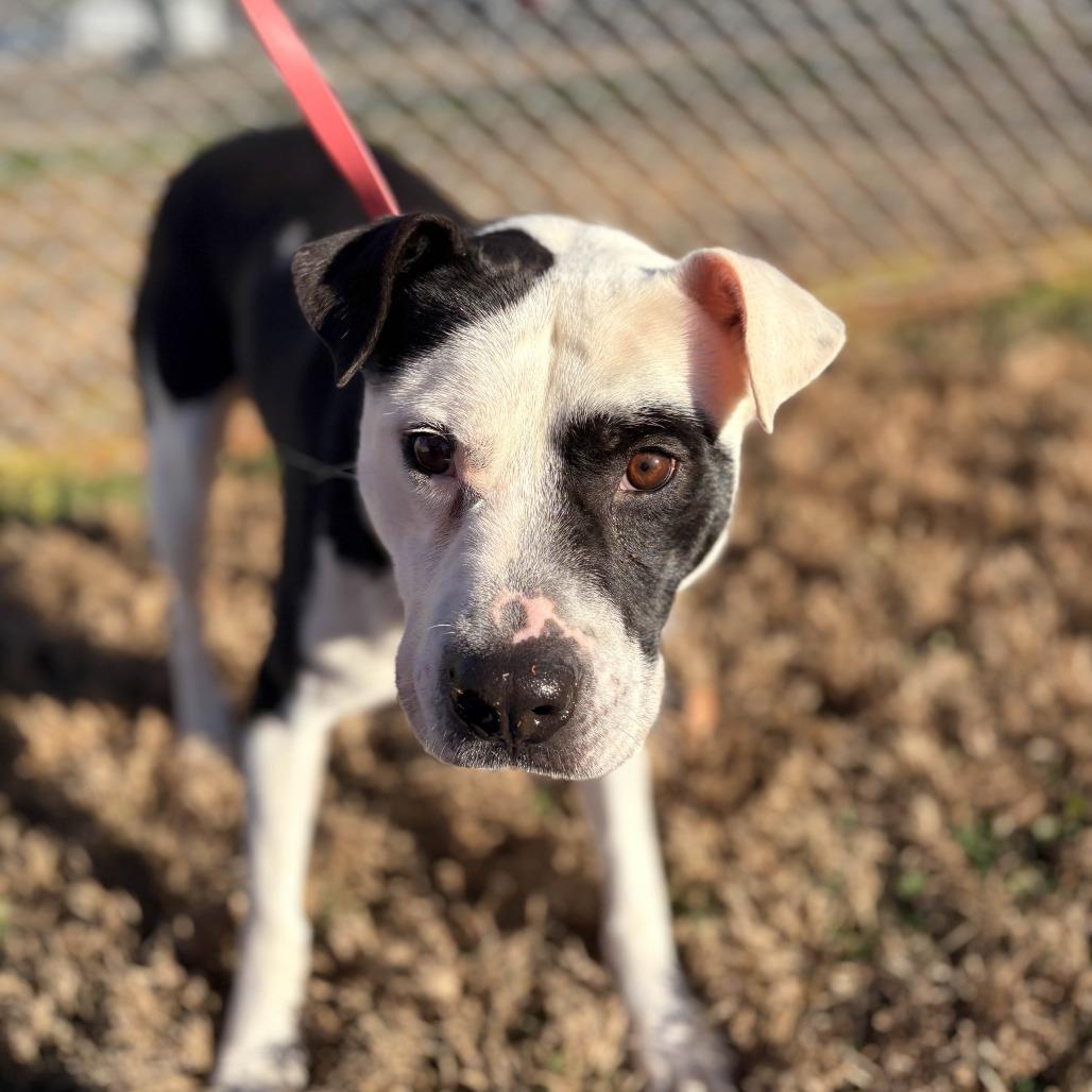 Panda, Adoptable, Adult Male Staffordshire Bull Terrier.