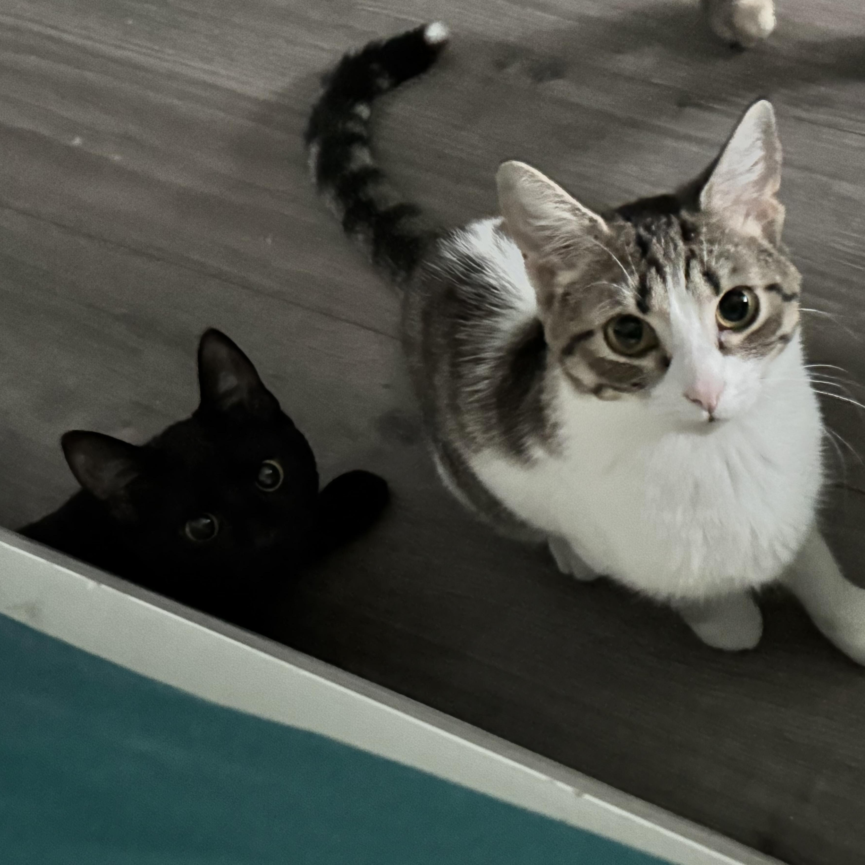 Phoebe, a Adoptable Domestic Short Hair in Turnersville, NJ image 4/4