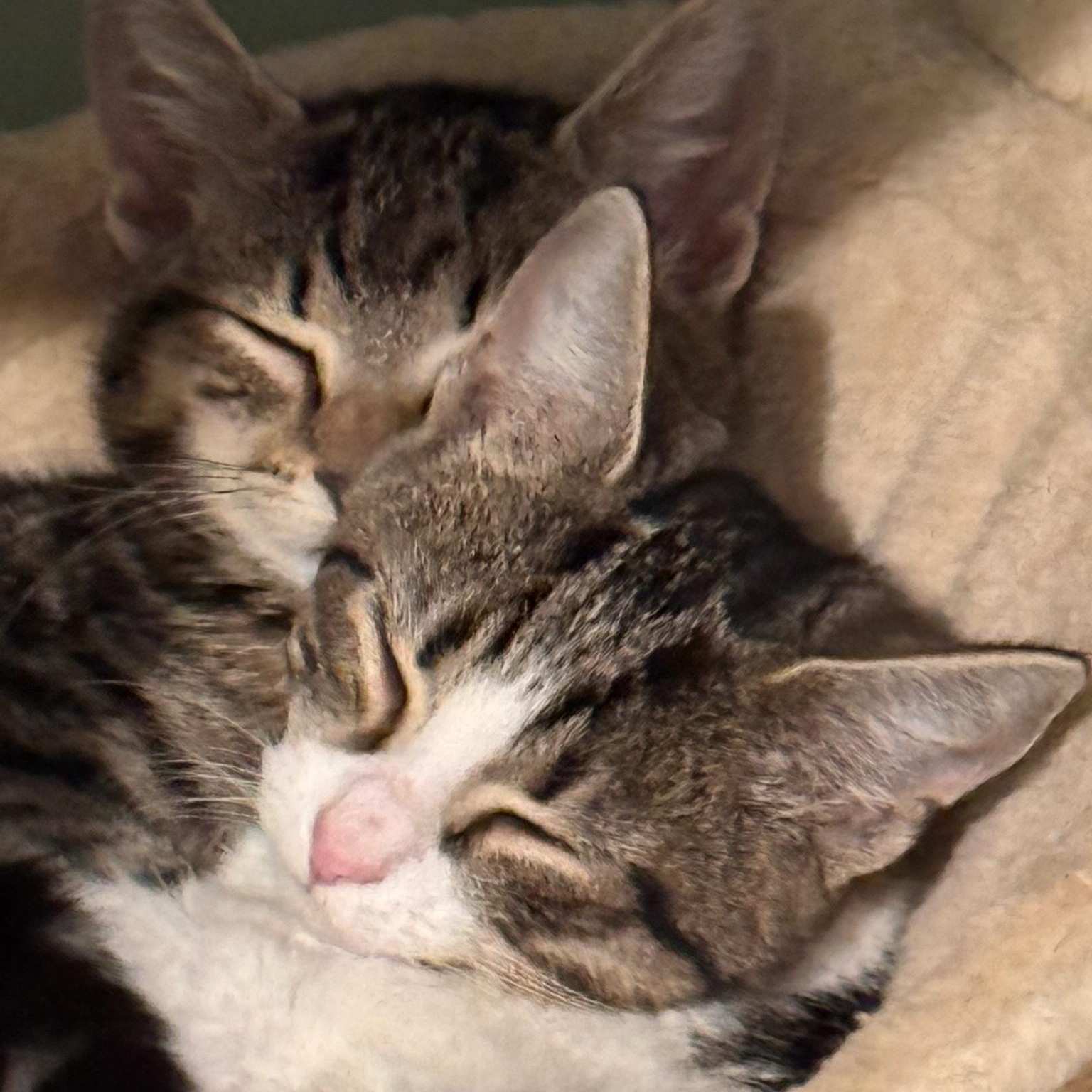 Enlarge Phoebe, a Adoptable Domestic Short Hair in Turnersville, NJ image 1/2