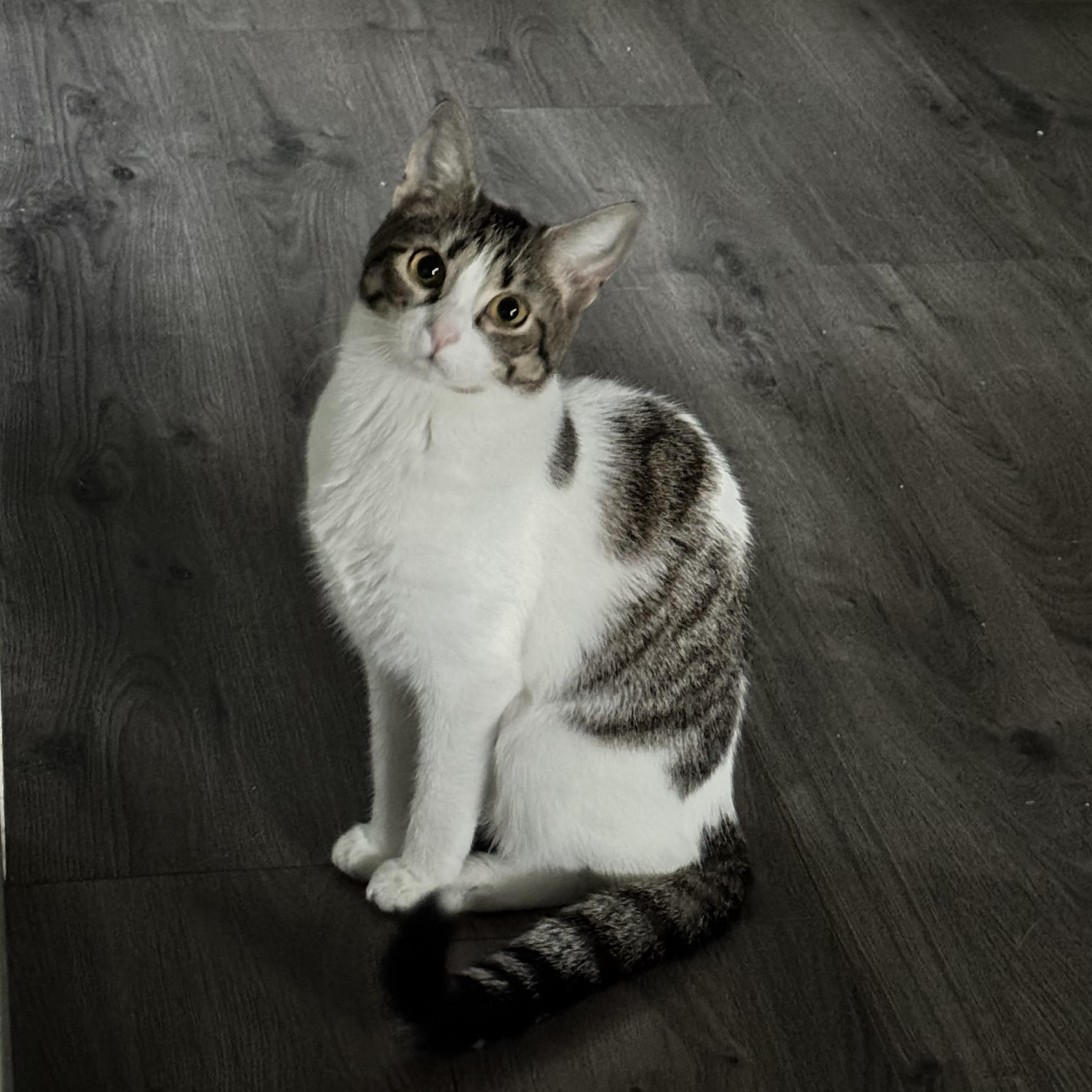 Phoebe, Adoptable, Young Female Domestic Short Hair.