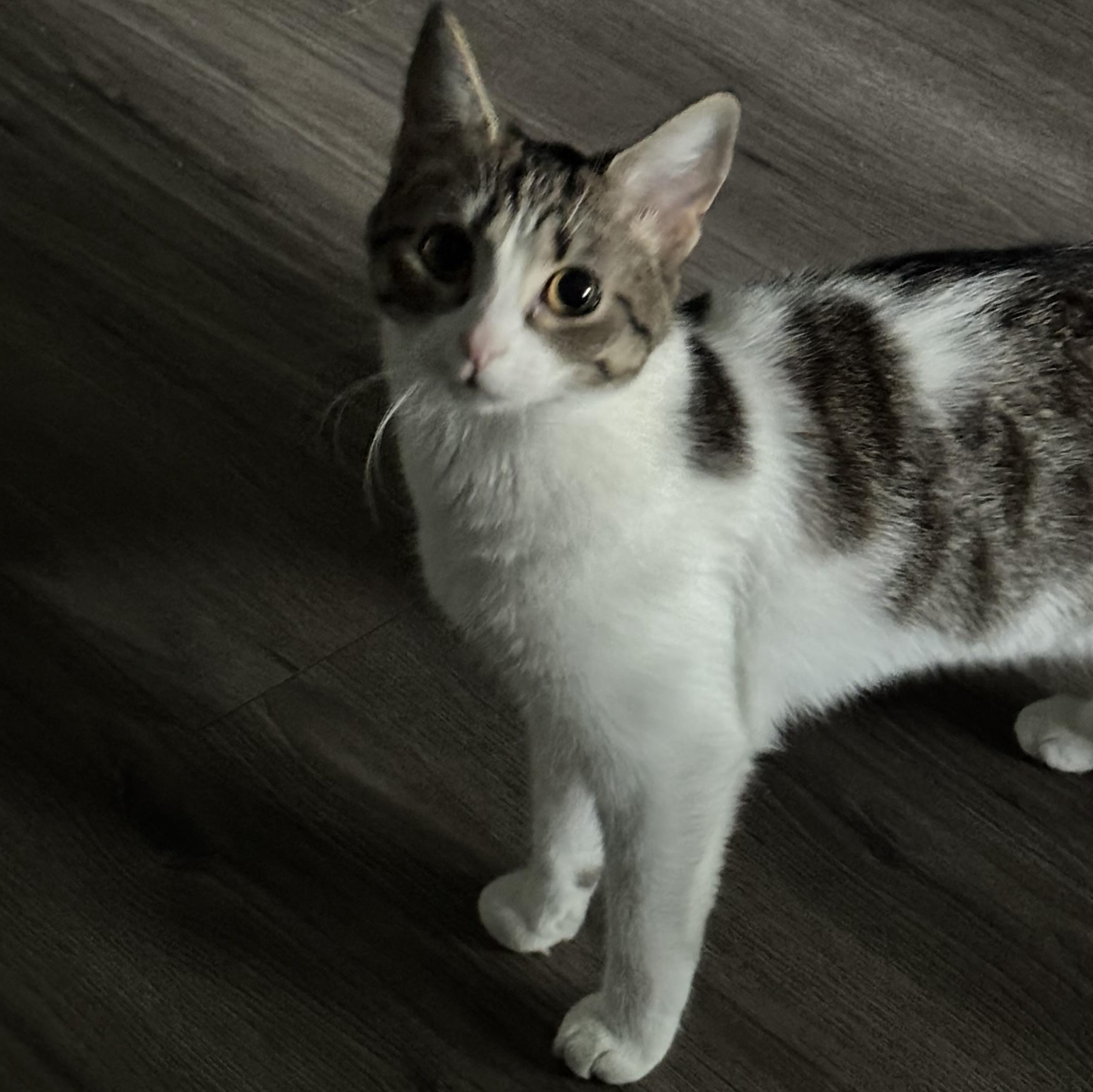Phoebe, a Adoptable Domestic Short Hair in Turnersville, NJ image 2/4