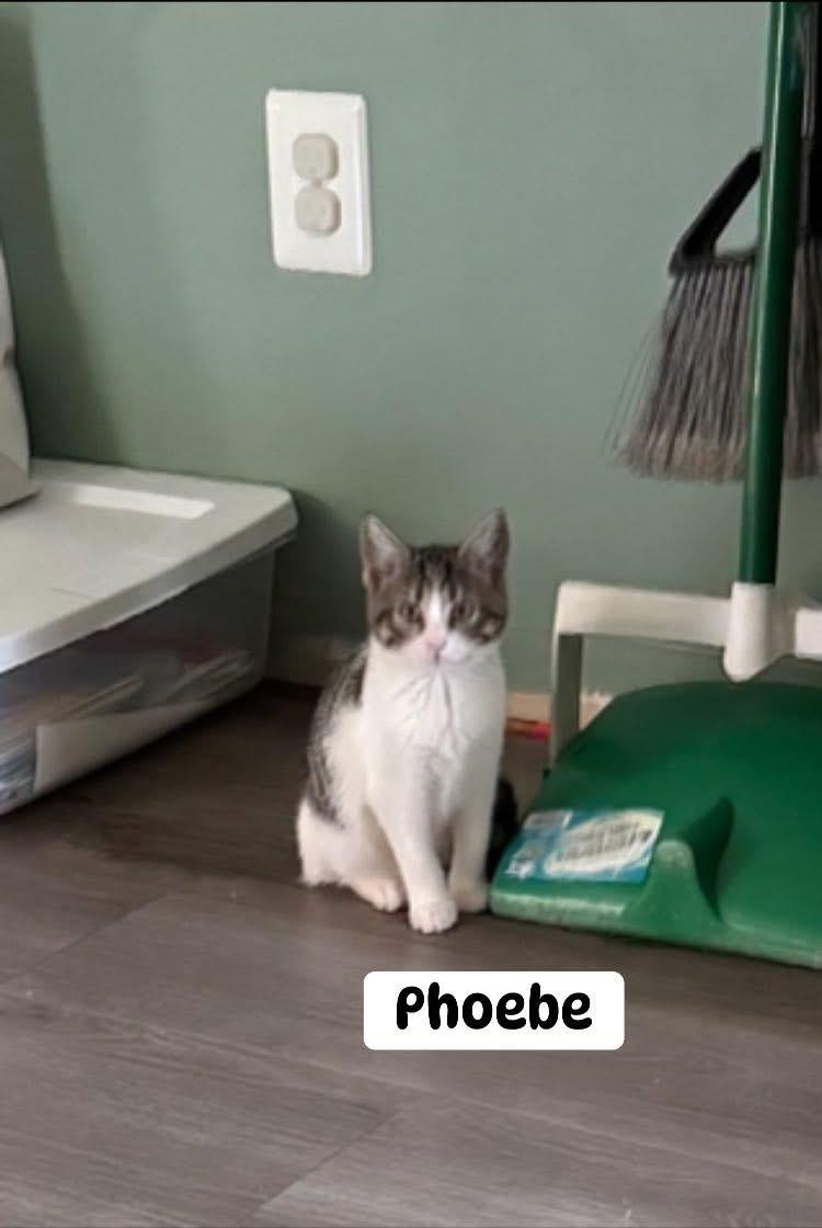 Phoebe, Adoptable, Kitten Female Domestic Short Hair.