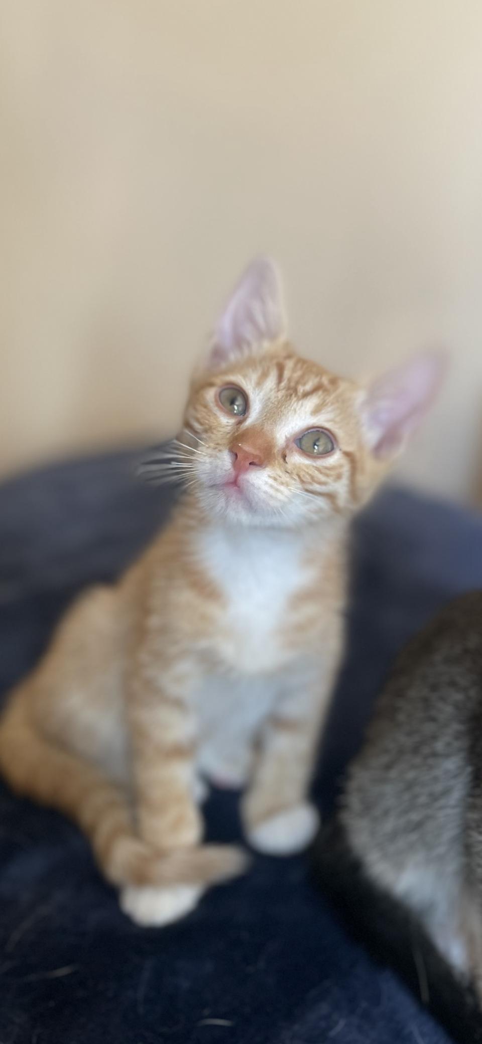 Koi, Adopted, Young Female Domestic Short Hair.