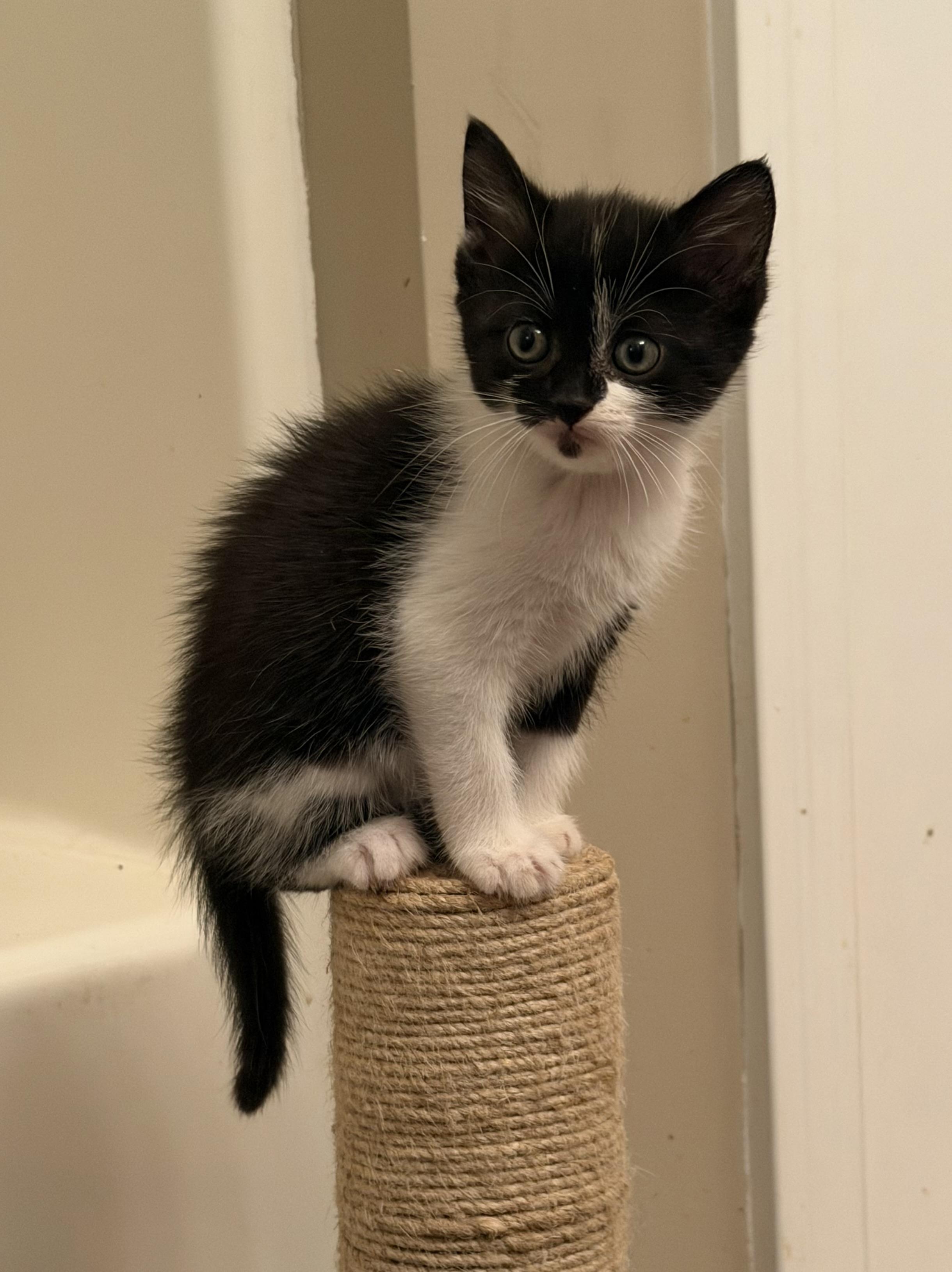 Enlarge Paris, an adopted Domestic Short Hair in Los Angeles, CA image 3/5