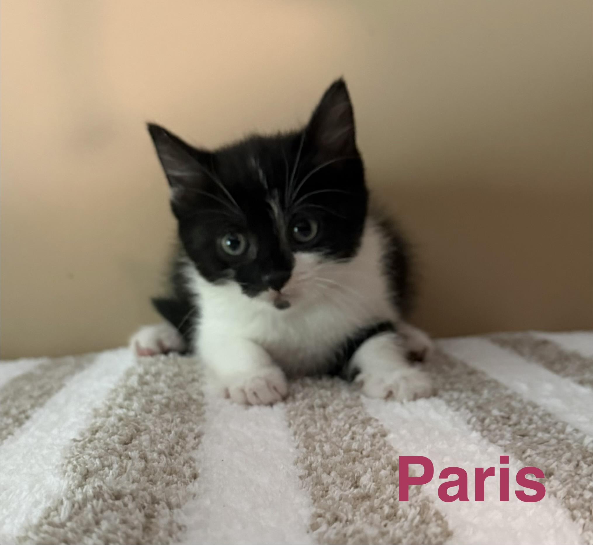 Enlarge Paris, an adopted Domestic Short Hair in Los Angeles, CA image 4/5