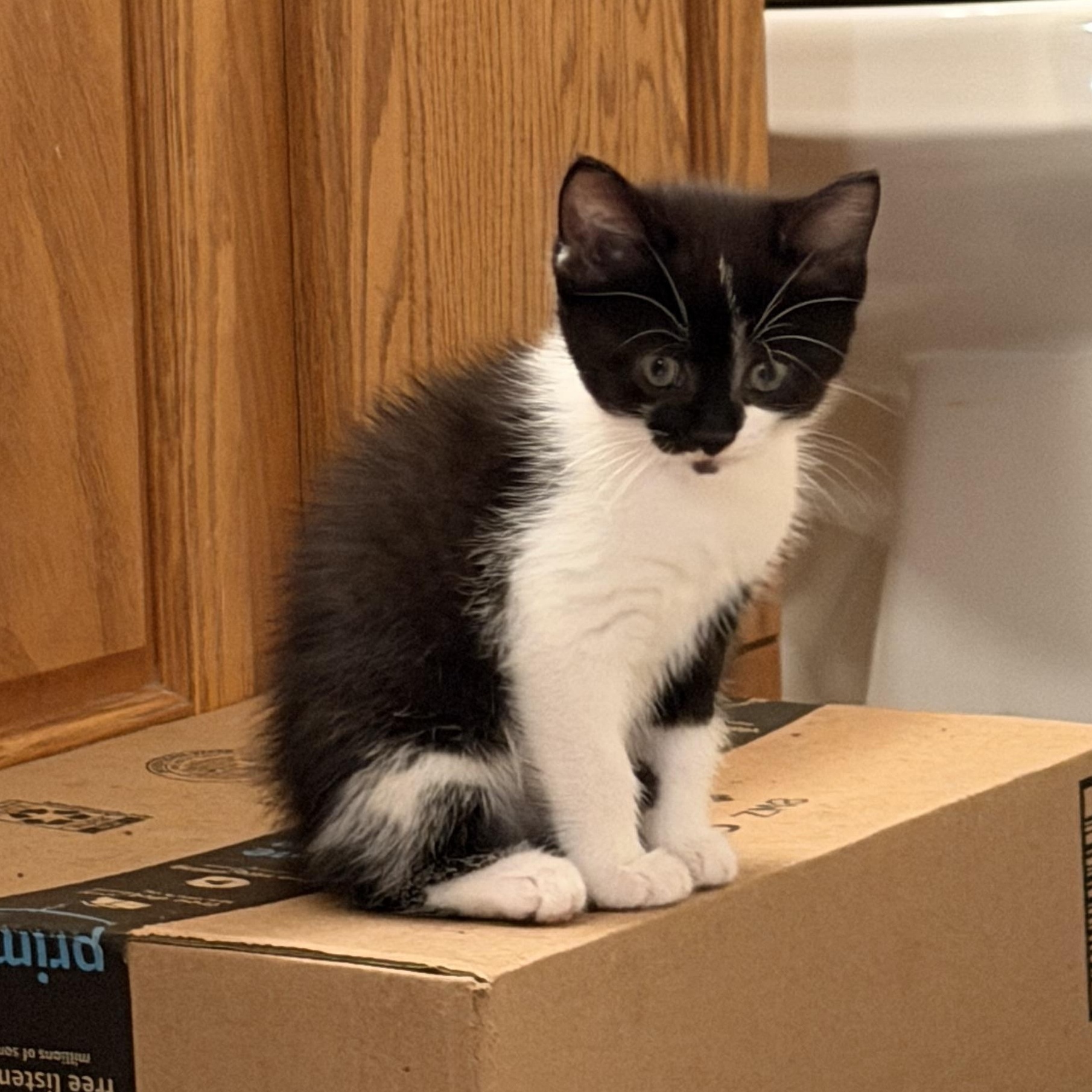 Enlarge Paris, an adopted Domestic Short Hair in Los Angeles, CA image 5/5