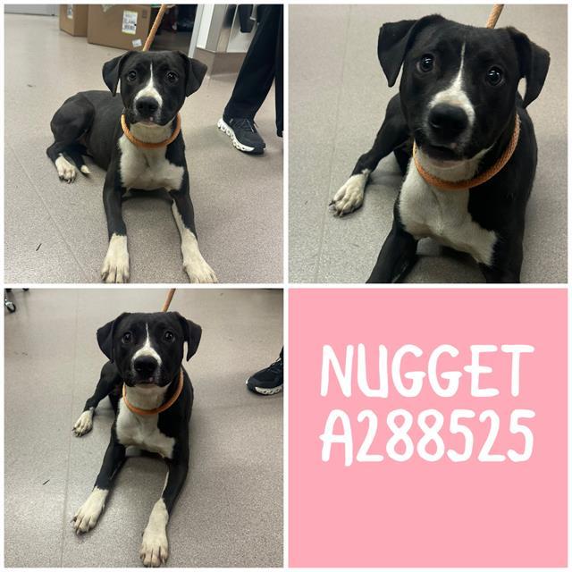 Enlarge NUGGET, a Adoptable Mixed Breed in Macon, GA image 1/1