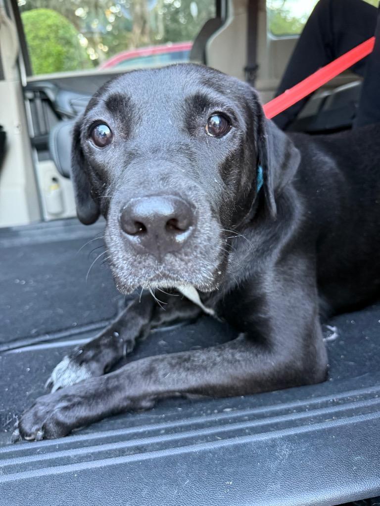 Marlowe, a Adoptable mixed breed in Orlando, FL image 1/3