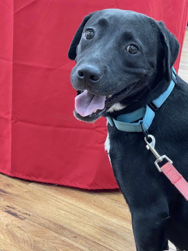 Marlowe, Adoptable, Adult Female Labrador Retriever & Mixed Breed.