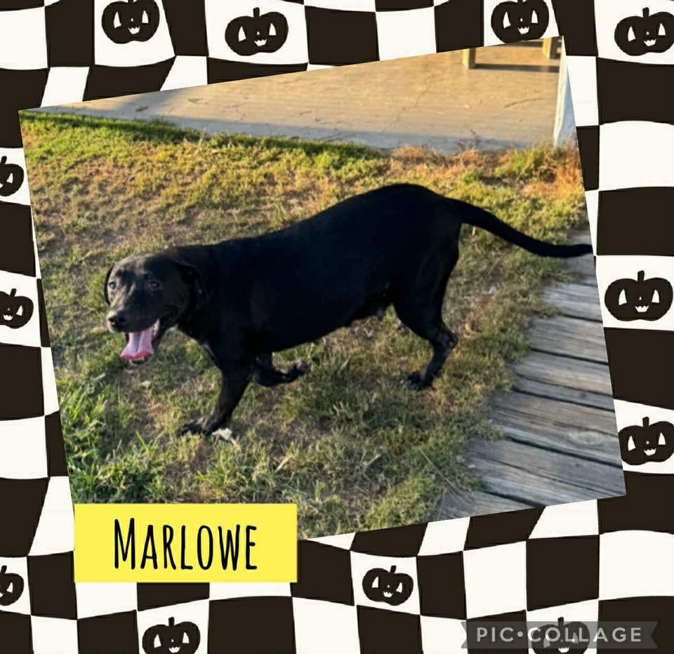 Marlowe, a Adoptable mixed breed in Orlando, FL image 3/3