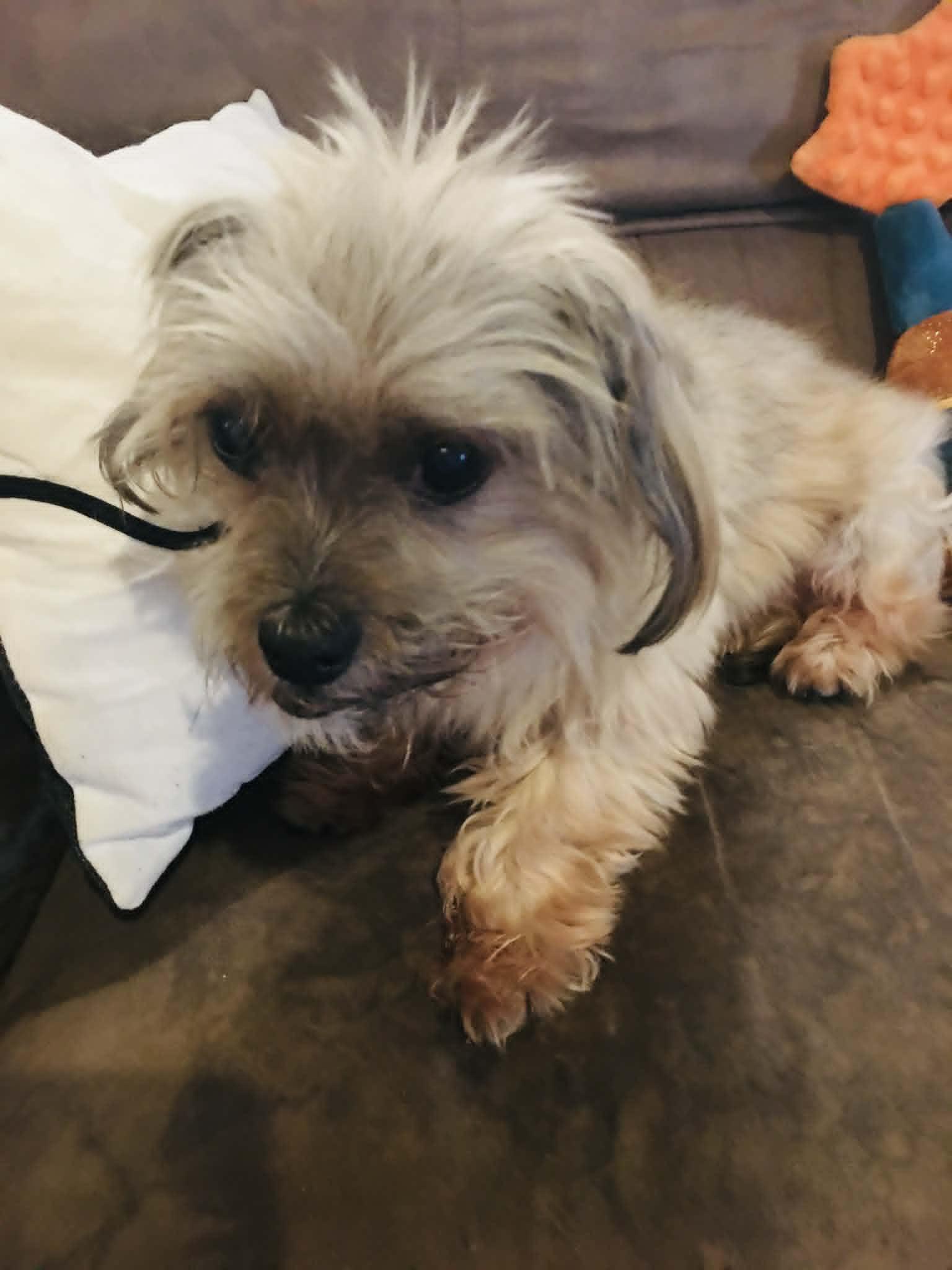UNCLE FESTUS, a ADOPTABLE Shih Tzu in Port Clinton, OH image 2/3
