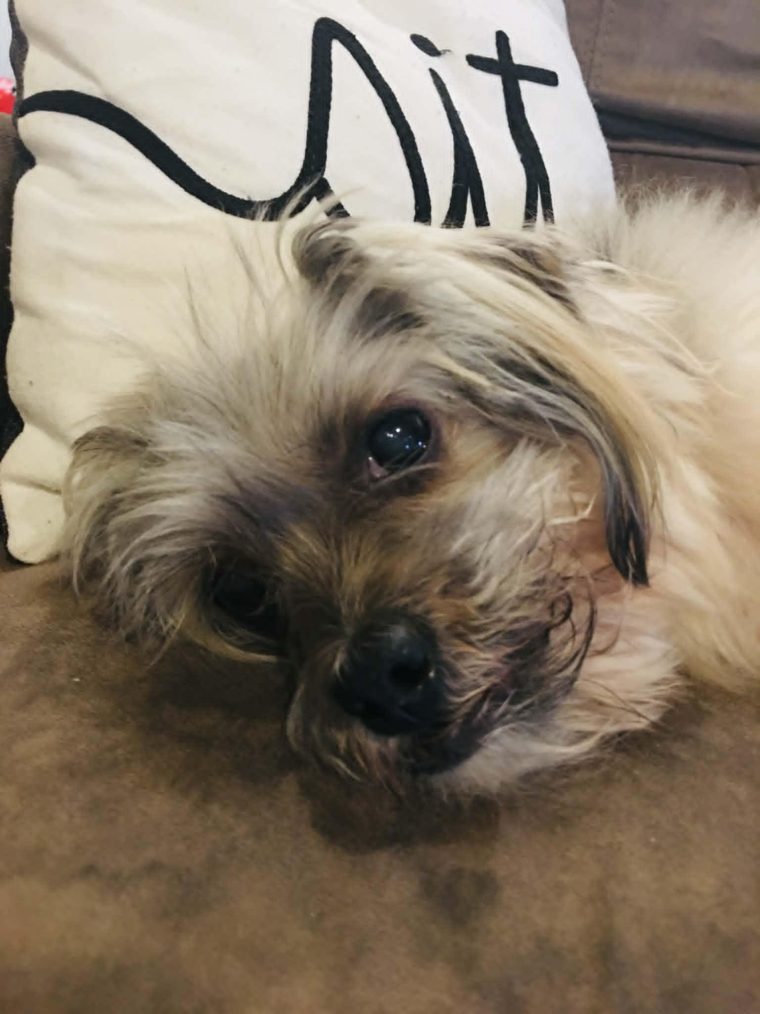 UNCLE FESTUS, a ADOPTABLE Shih Tzu in Port Clinton, OH image 3/3