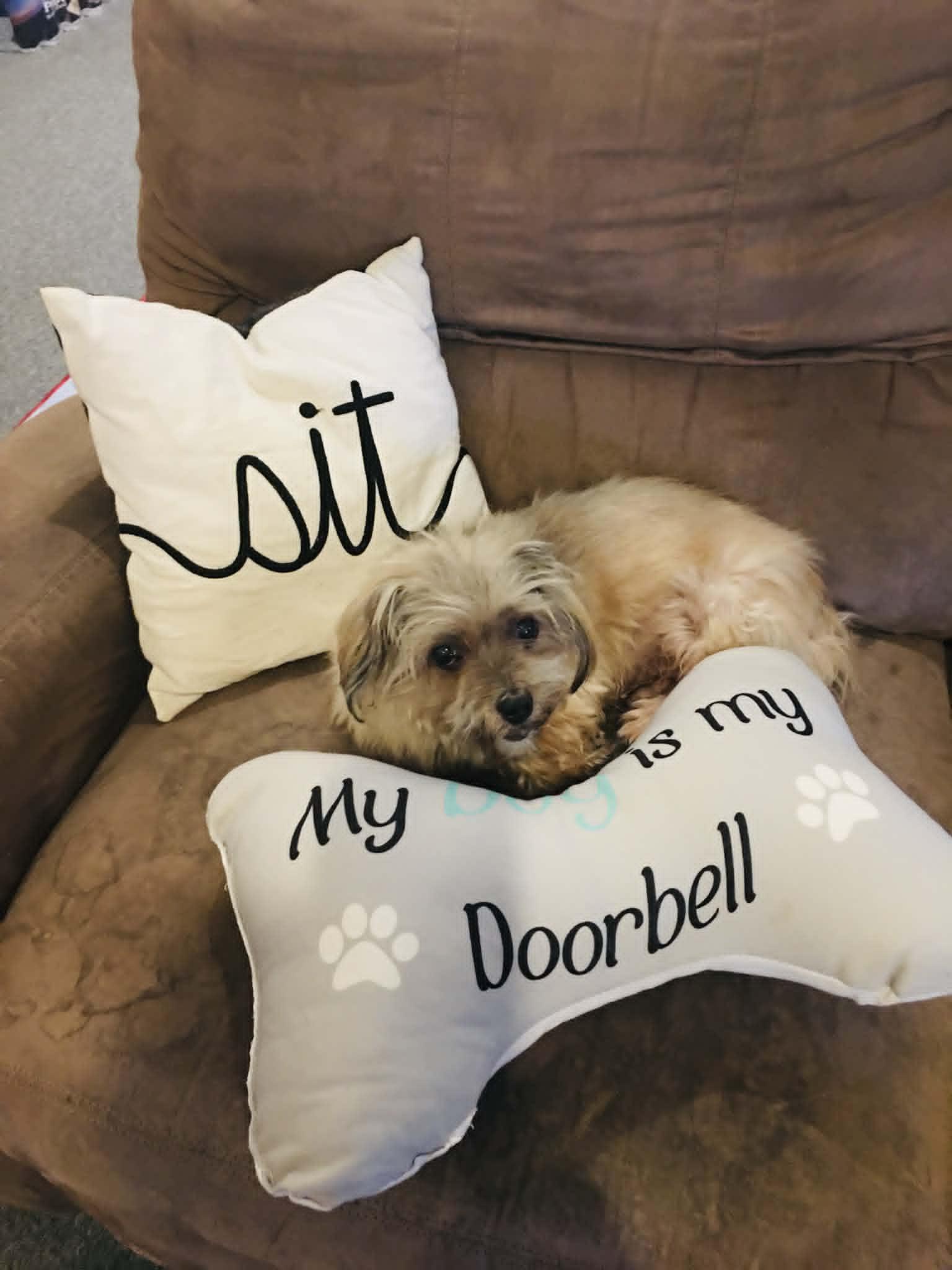 UNCLE FESTUS, ADOPTABLE, Senior Male Shih Tzu.