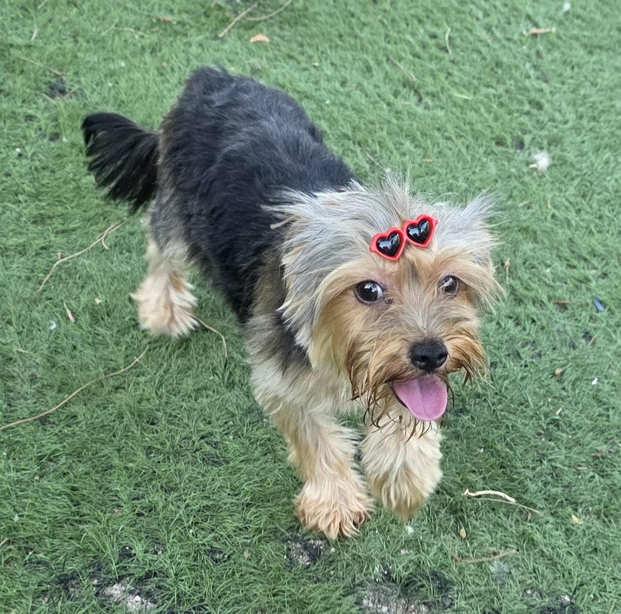 Enlarge Liz, an adopted Yorkshire Terrier in Fallbrook, CA image 5/6