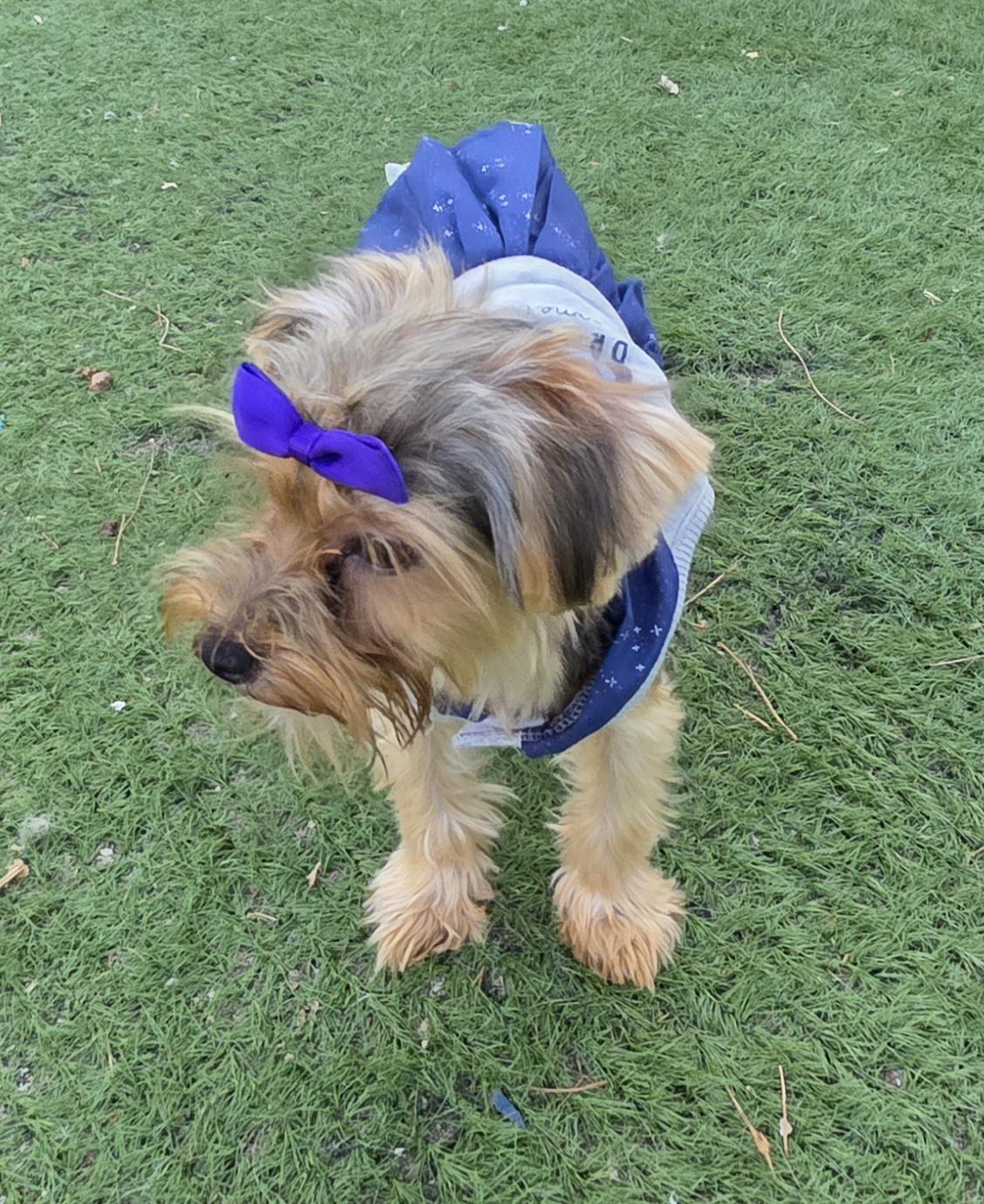 Liz, adopted, Young Female Yorkshire Terrier.