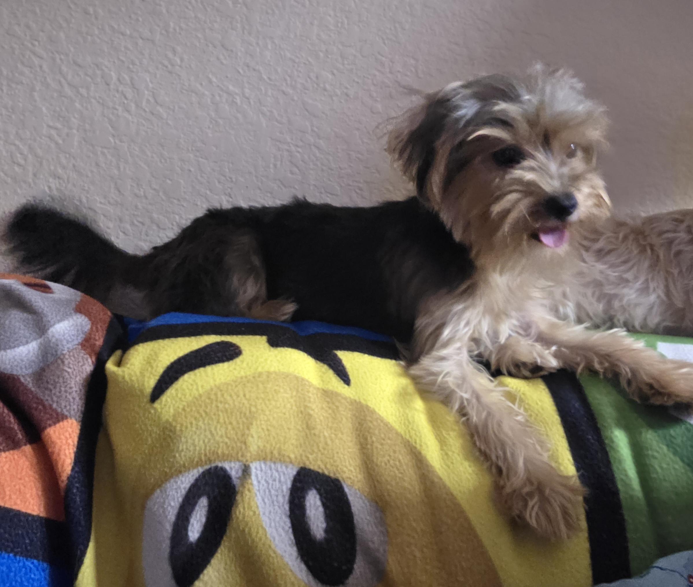 Enlarge Liz, an adopted Yorkshire Terrier in Fallbrook, CA image 4/6