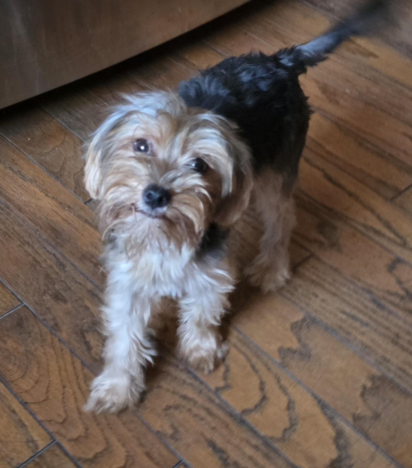 Enlarge Liz, an adopted Yorkshire Terrier in Fallbrook, CA image 6/6
