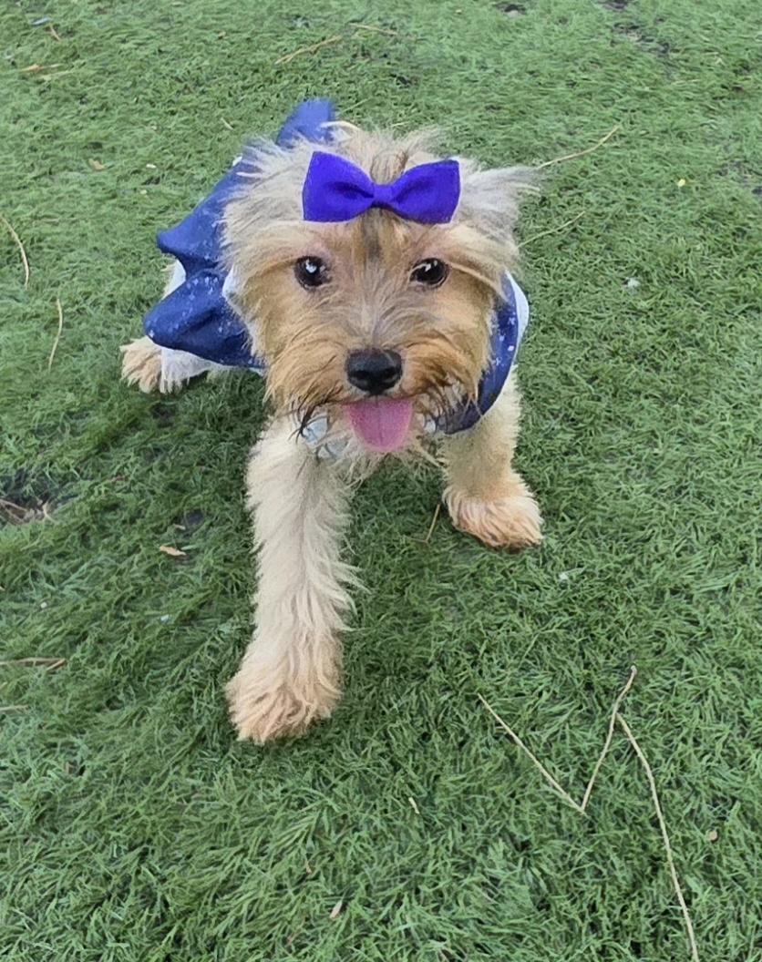Enlarge Liz, an adopted Yorkshire Terrier in Fallbrook, CA image 2/6