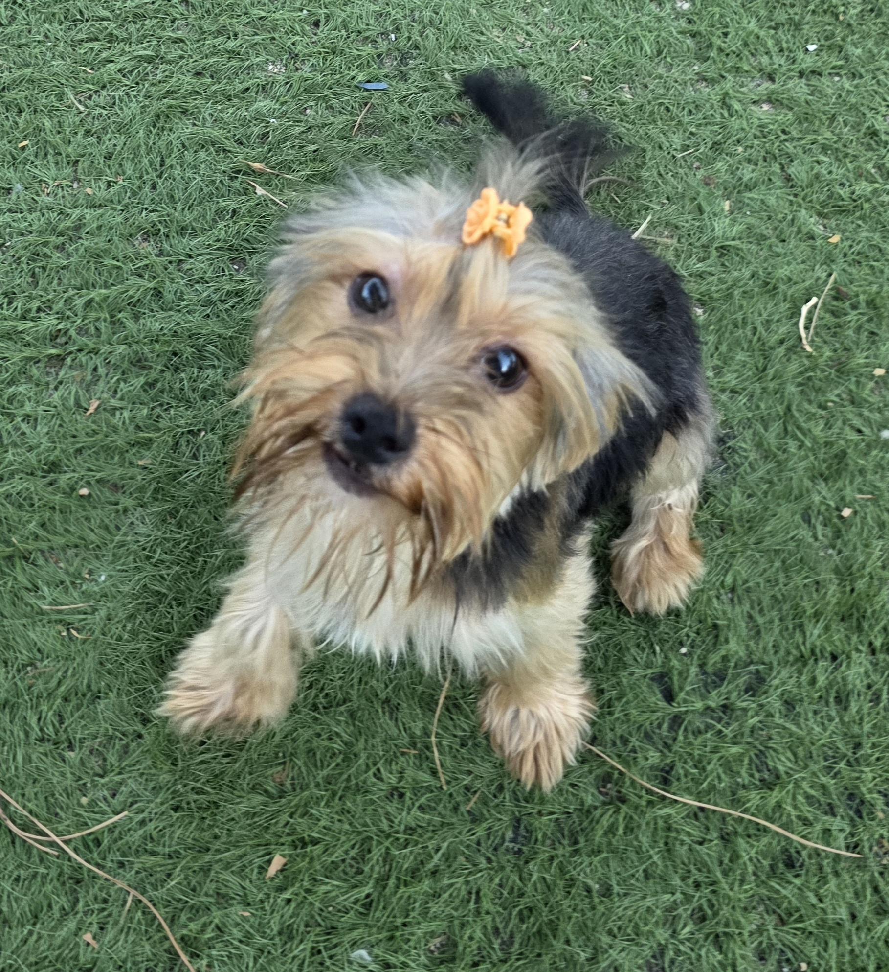 Enlarge Liz, an adopted Yorkshire Terrier in Fallbrook, CA image 3/6